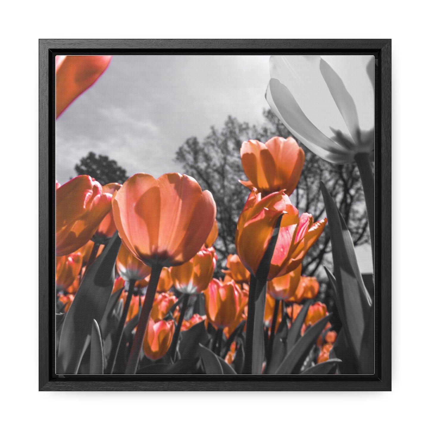 Radiant Peach Tulips at Cheekwood Gardens - Framed Canvas Print