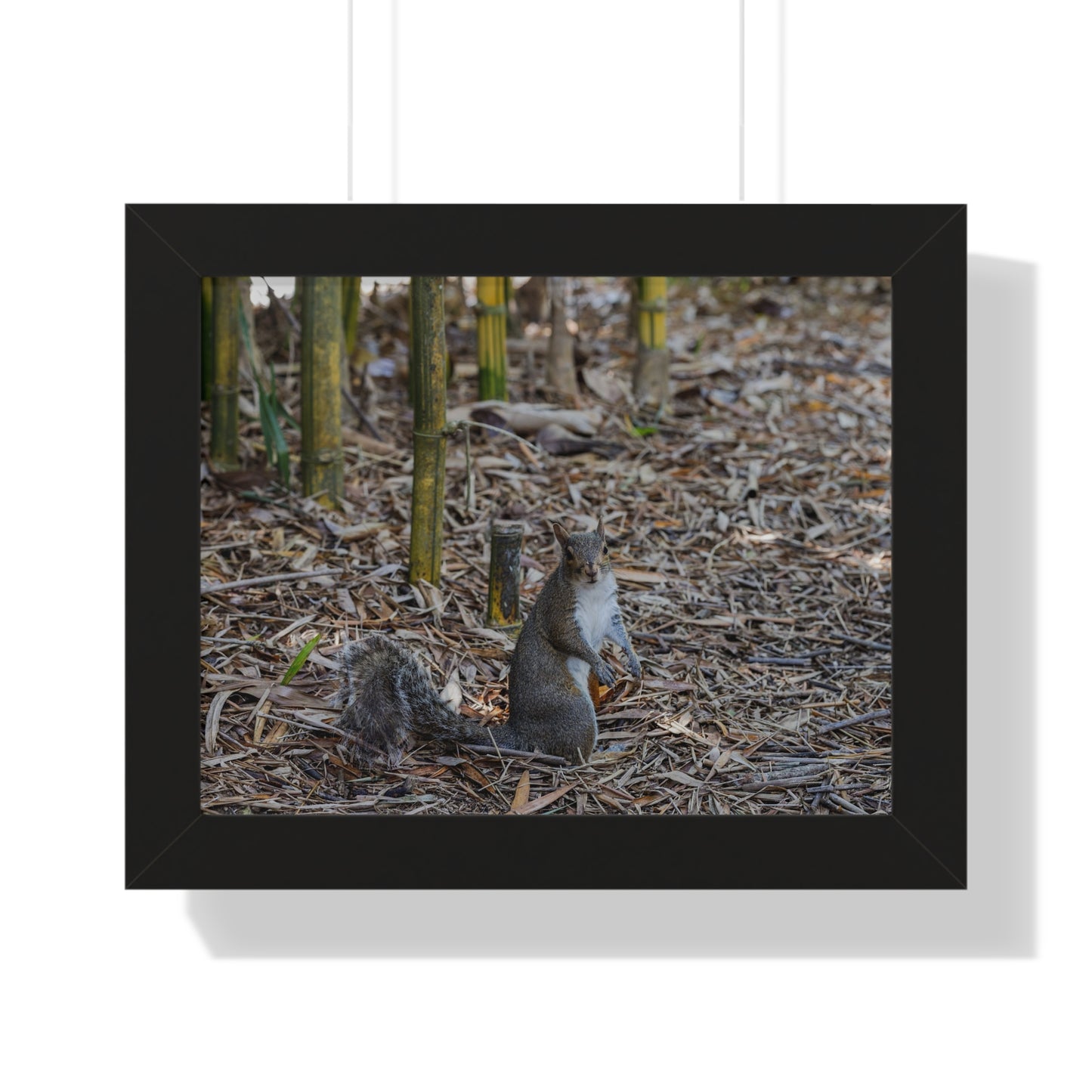 Nature's Forager: A Squirrel Among the Bamboo - Framed Photography Print