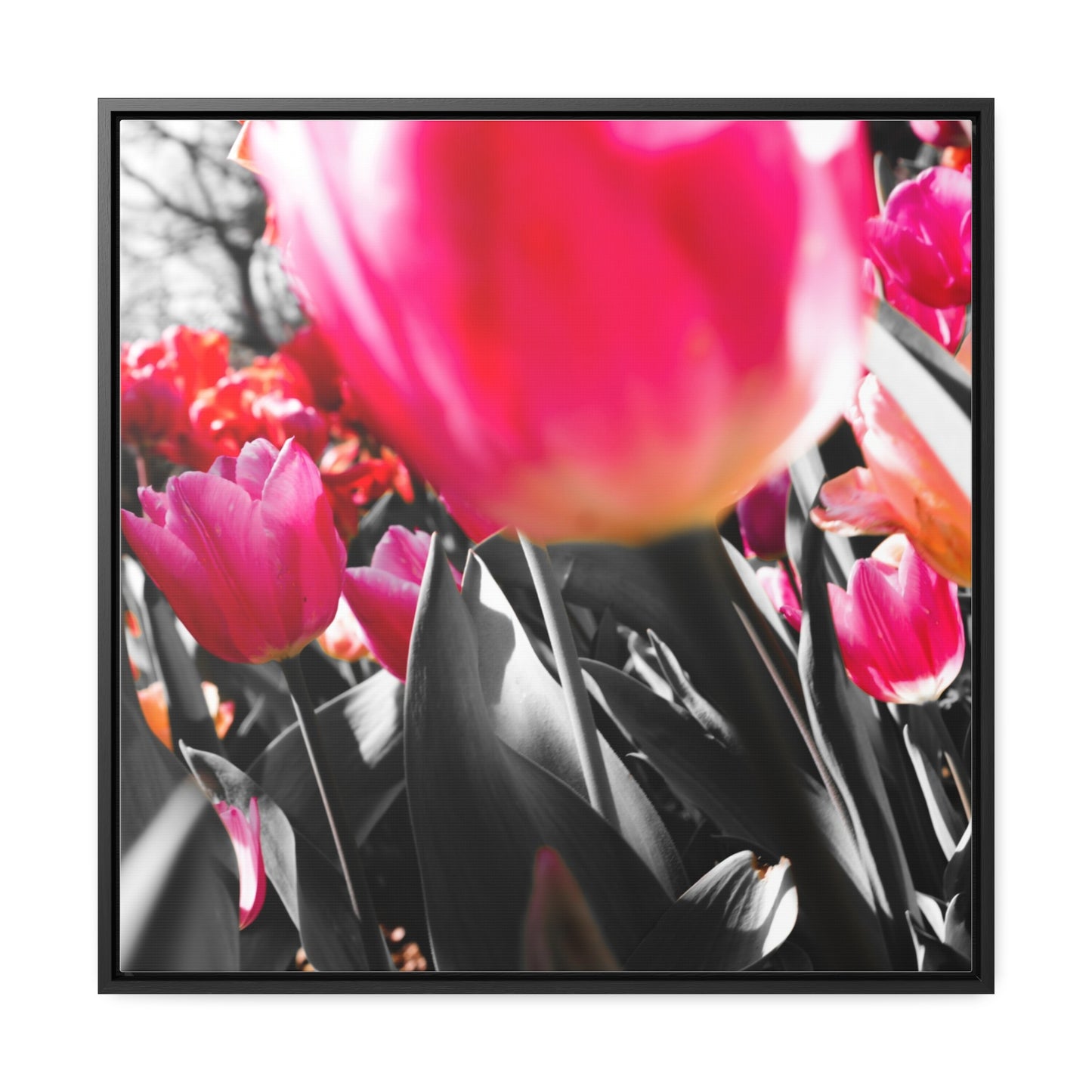 Cheeckwood Gardens Pink Blooms Photography Print