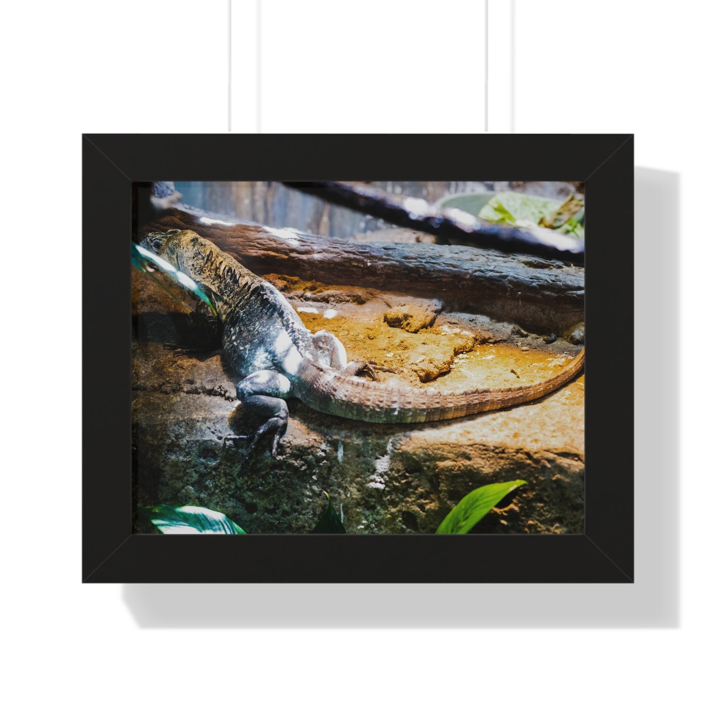 Sunlit Repose: A Lizard in Its Habitat - Framed Photography Print