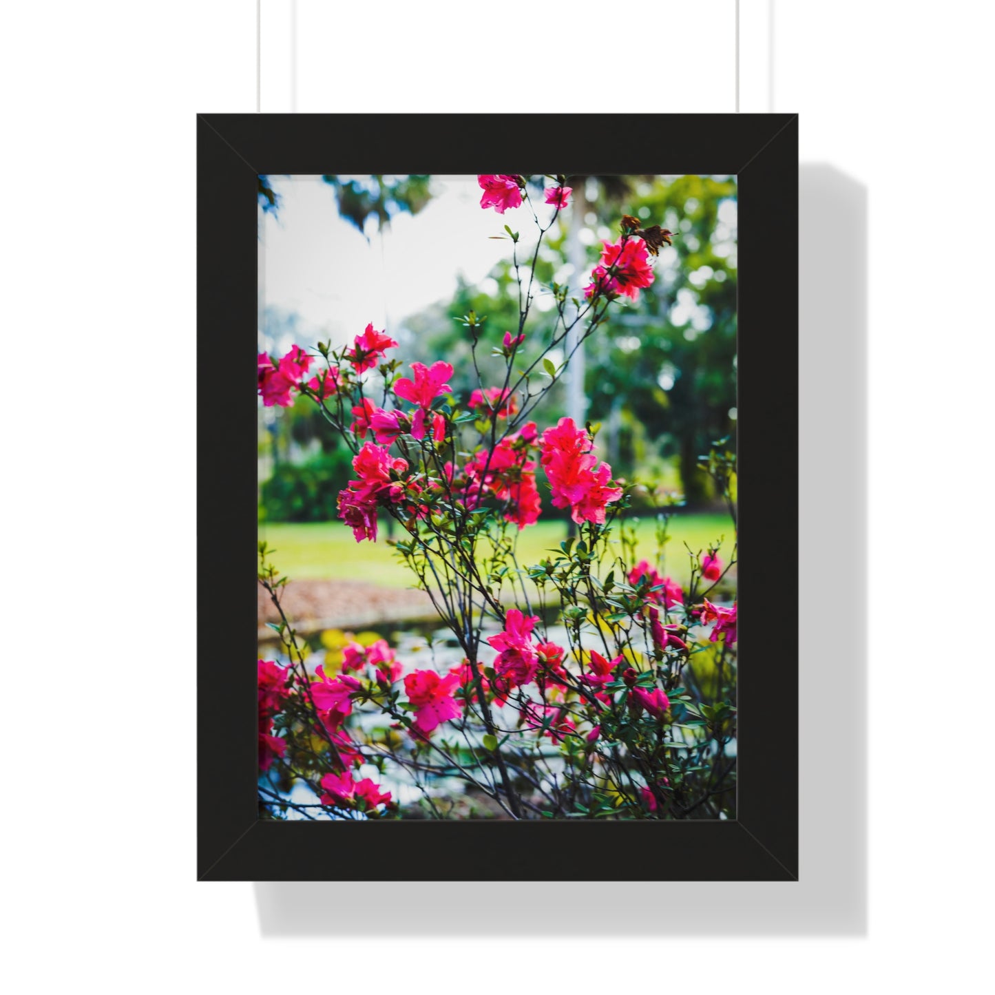 Blooming Azaleas Photography Print