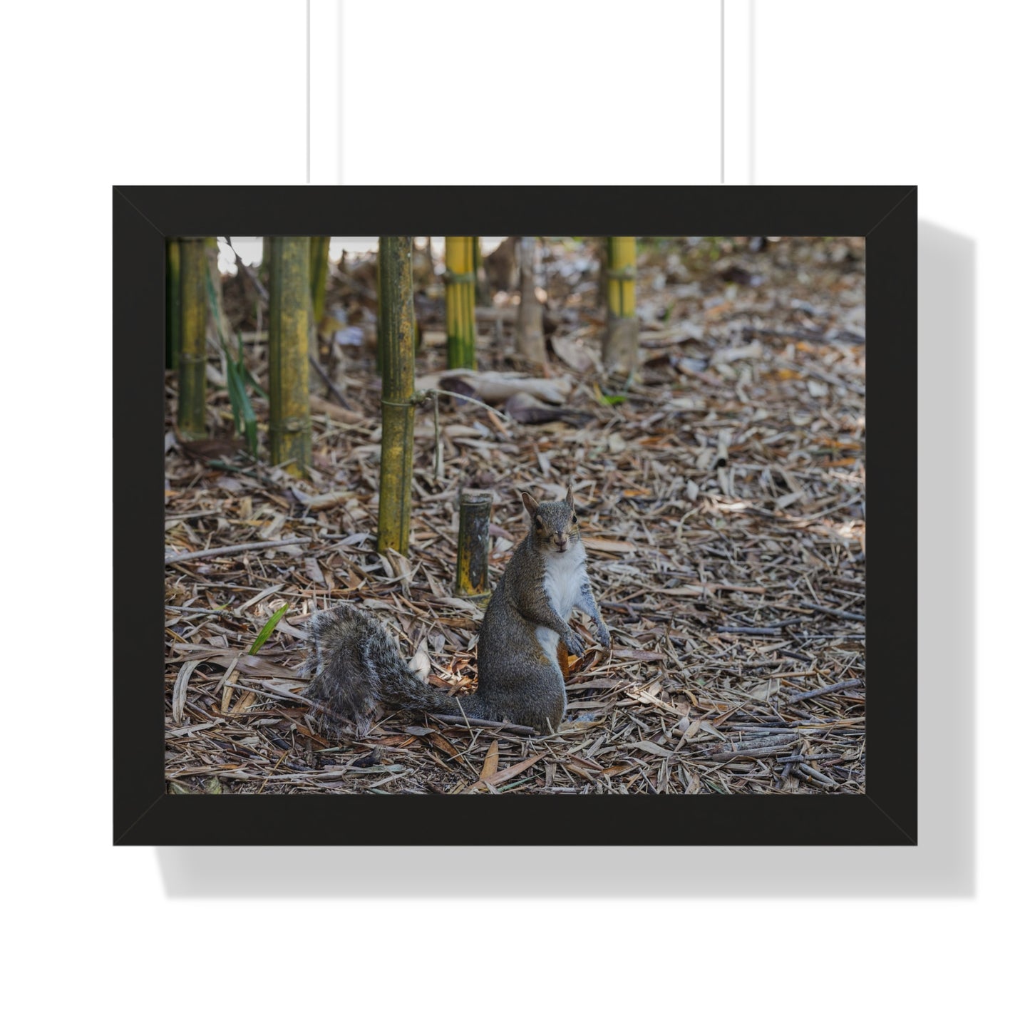 Nature's Forager: A Squirrel Among the Bamboo - Framed Photography Print