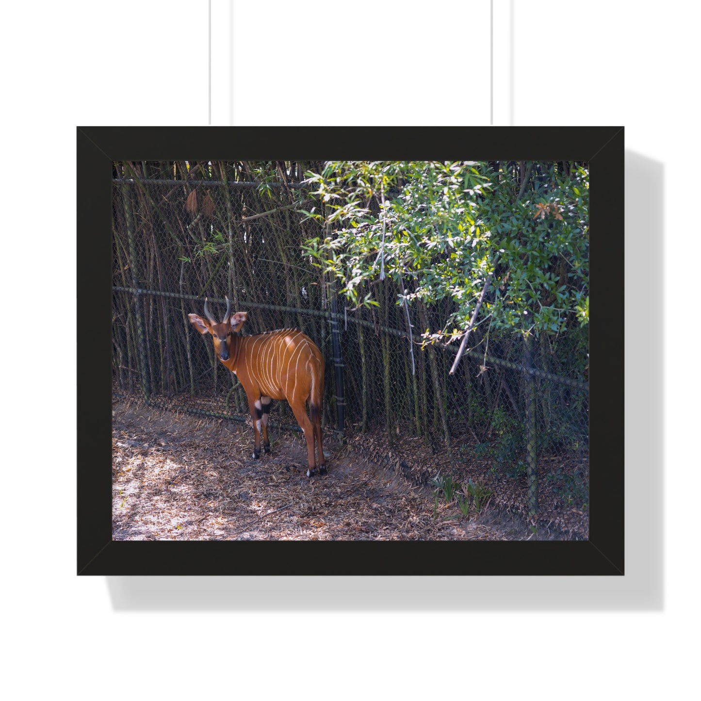 Graceful Presence: A Bongo  - Framed Photography Print