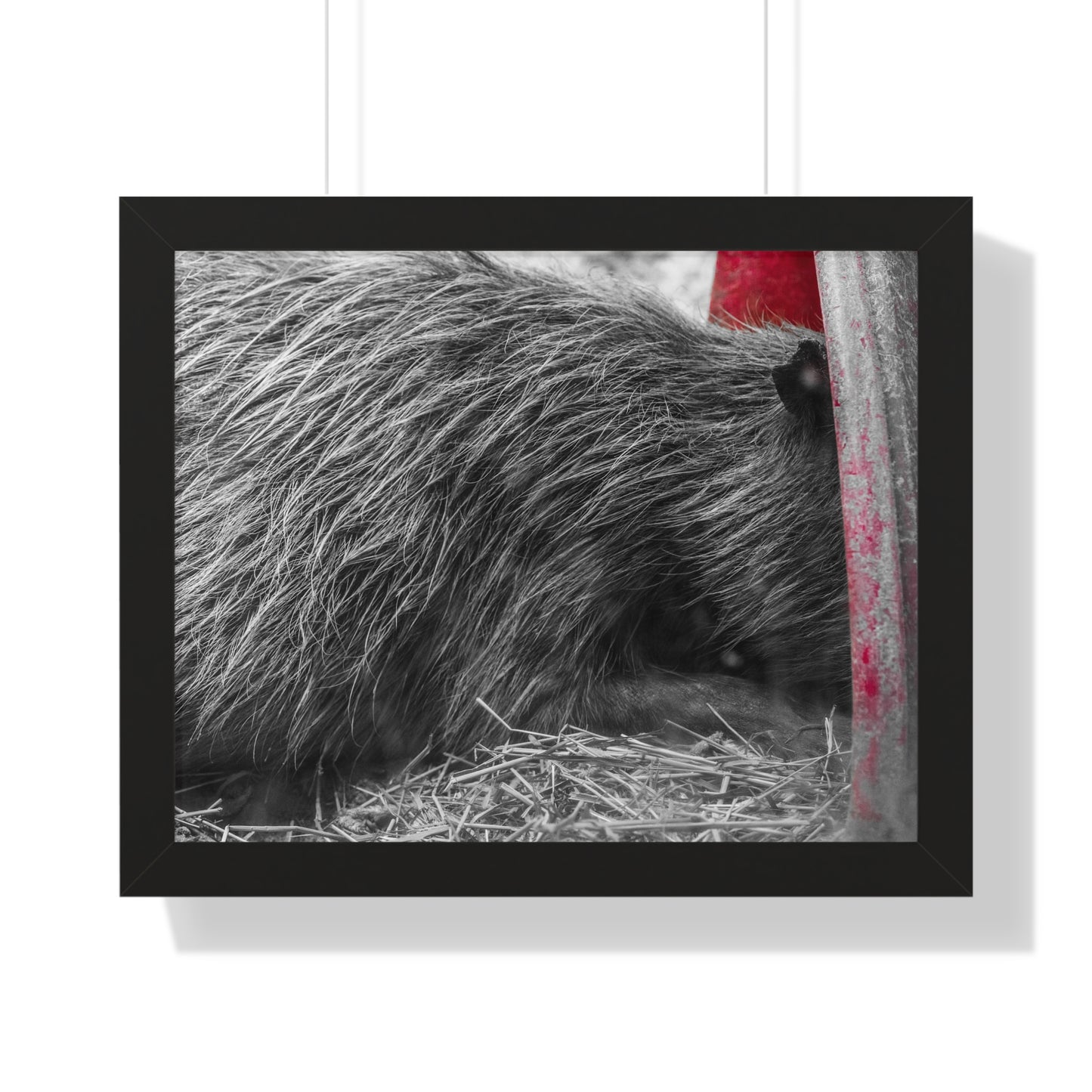 Resting in Shadows: A Capybara's Quiet Moment - Framed Photography Print