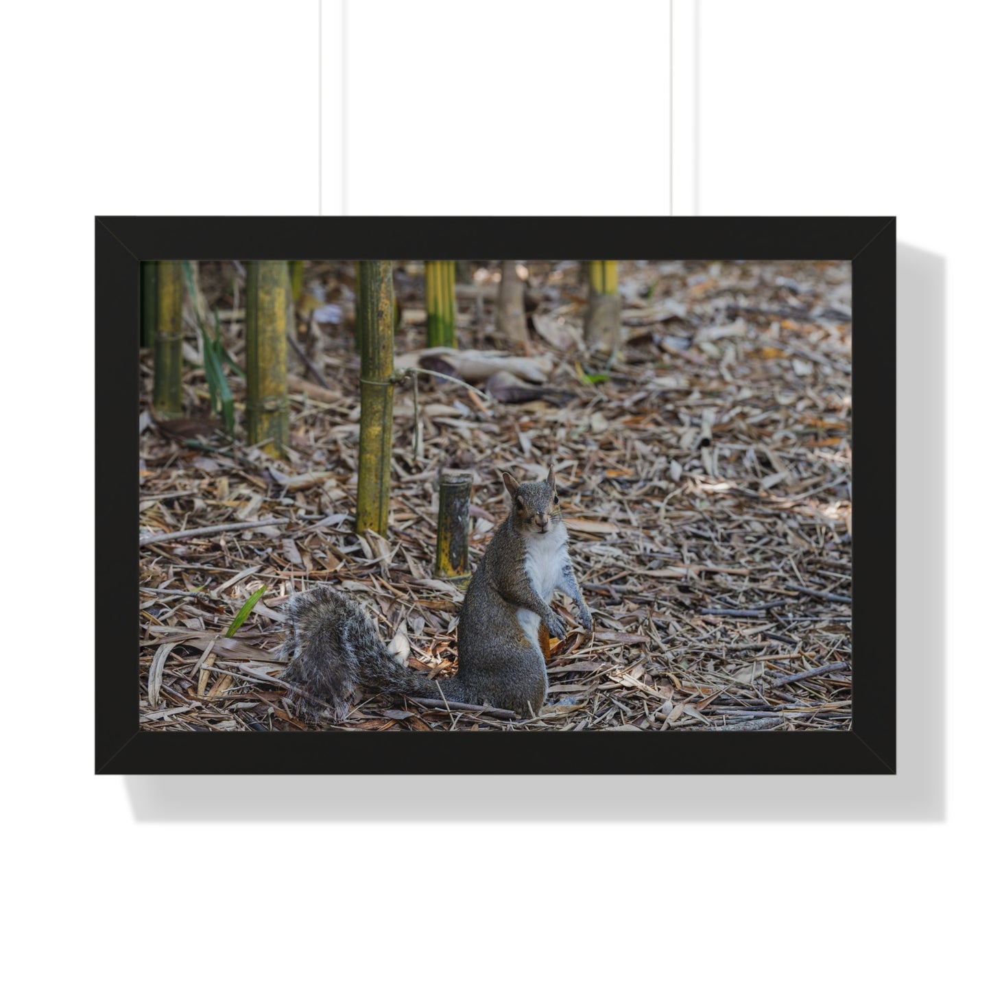 Nature's Forager: A Squirrel Among the Bamboo - Framed Photography Print