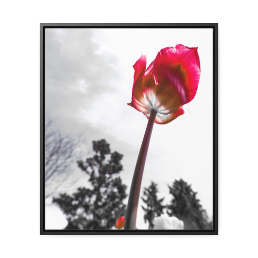 Serene Landscape at Cheekwood Gardens - Framed Canvas Print