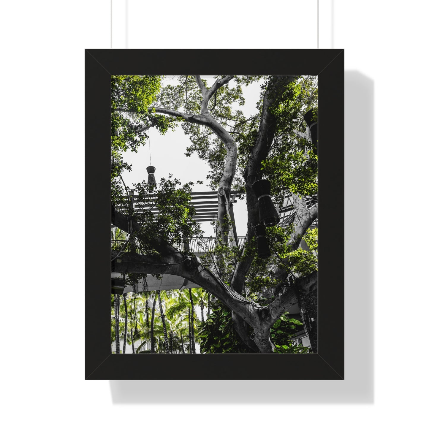 Hawaiian Park: Enchanted Tree with Lanterns - Photography Print