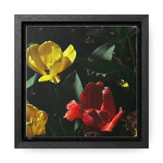 Vibrant Tulips at Cheekwood Gardens - Framed Canvas Print