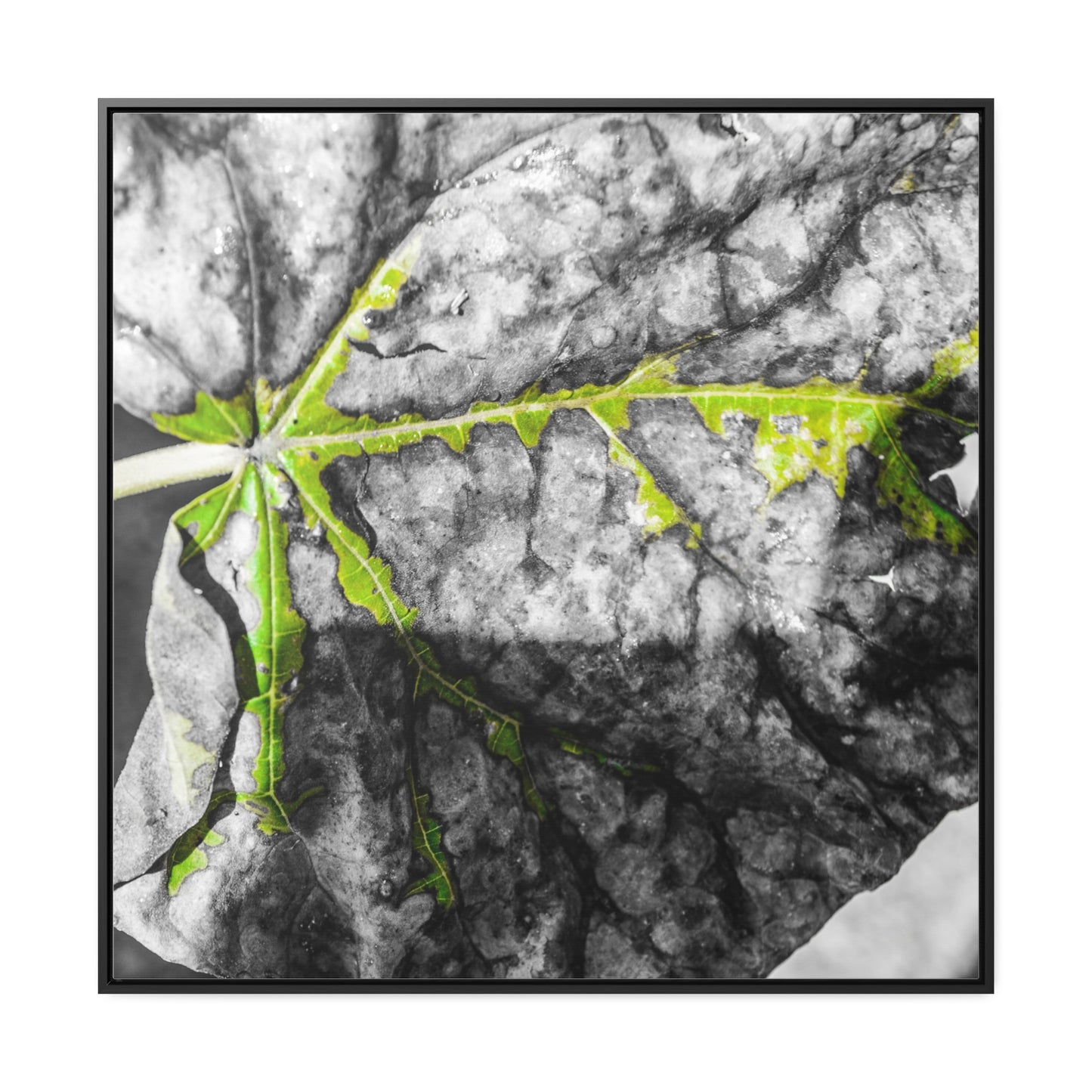 Sloss Furnaces: Fallen Leaf - Canvas Print