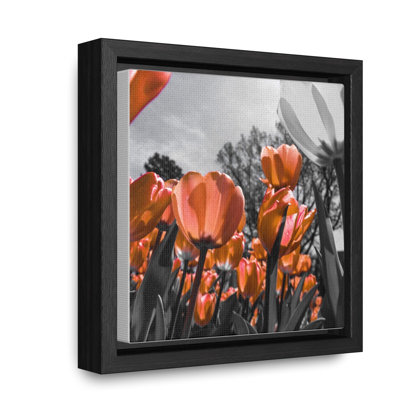 Radiant Peach Tulips at Cheekwood Gardens - Framed Canvas Print