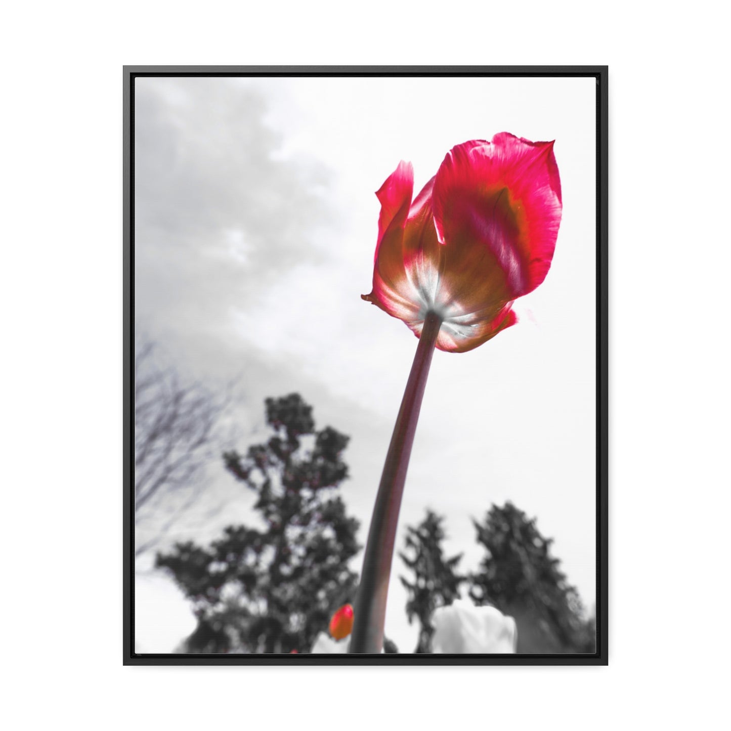 Serene Landscape at Cheekwood Gardens - Framed Canvas Print