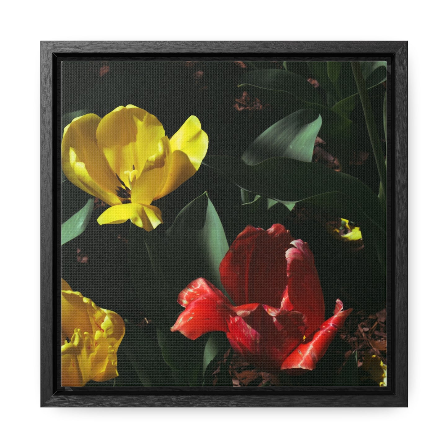 Vibrant Tulips at Cheekwood Gardens - Framed Canvas Print
