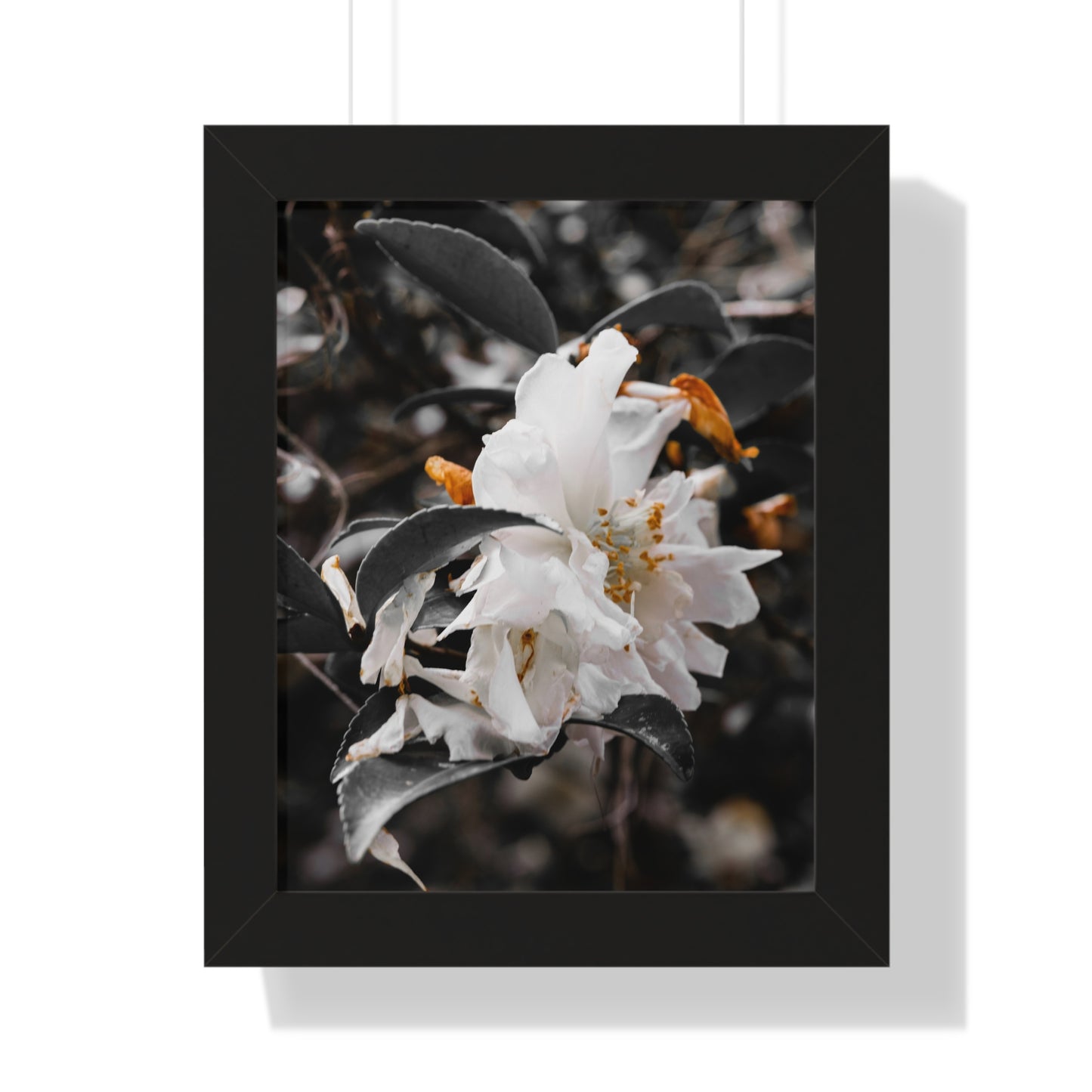 Elegant White Flower Photography Print