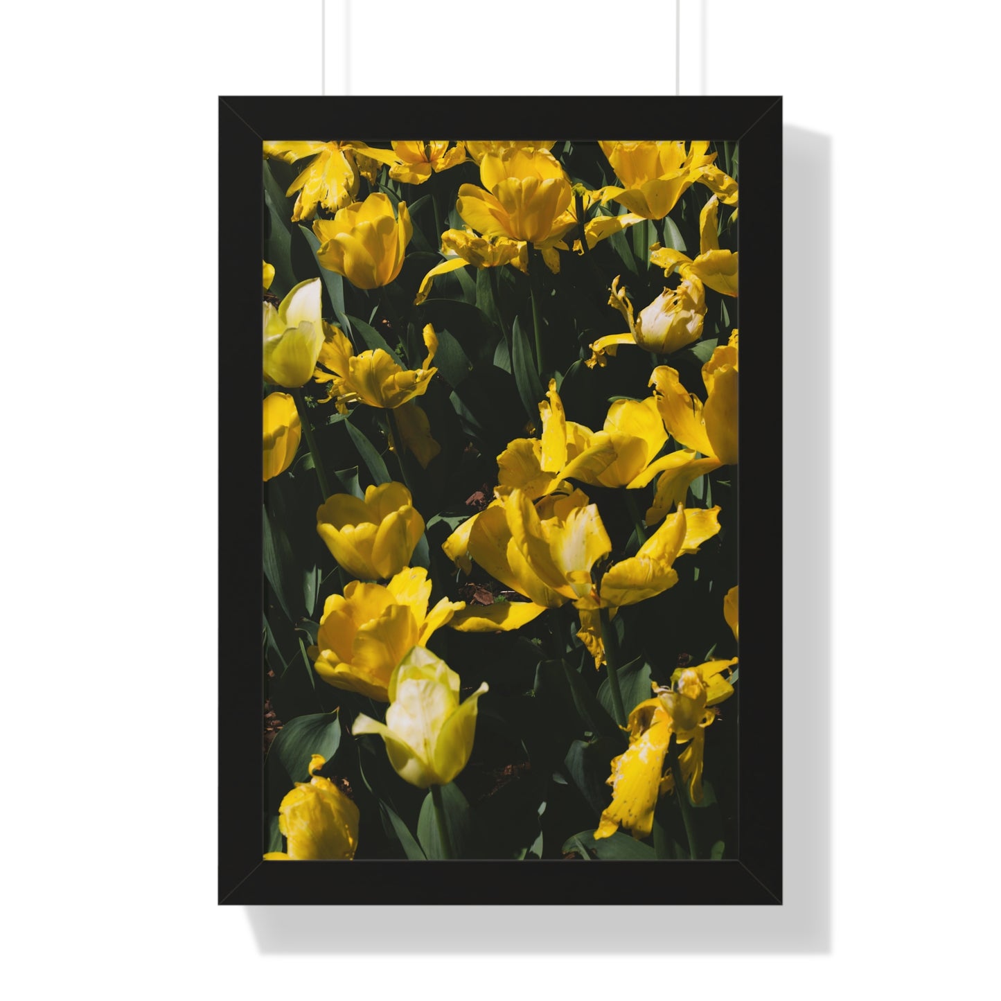 Sunny Yellow Tulips at Cheekwood Gardens - Framed Photography Print
