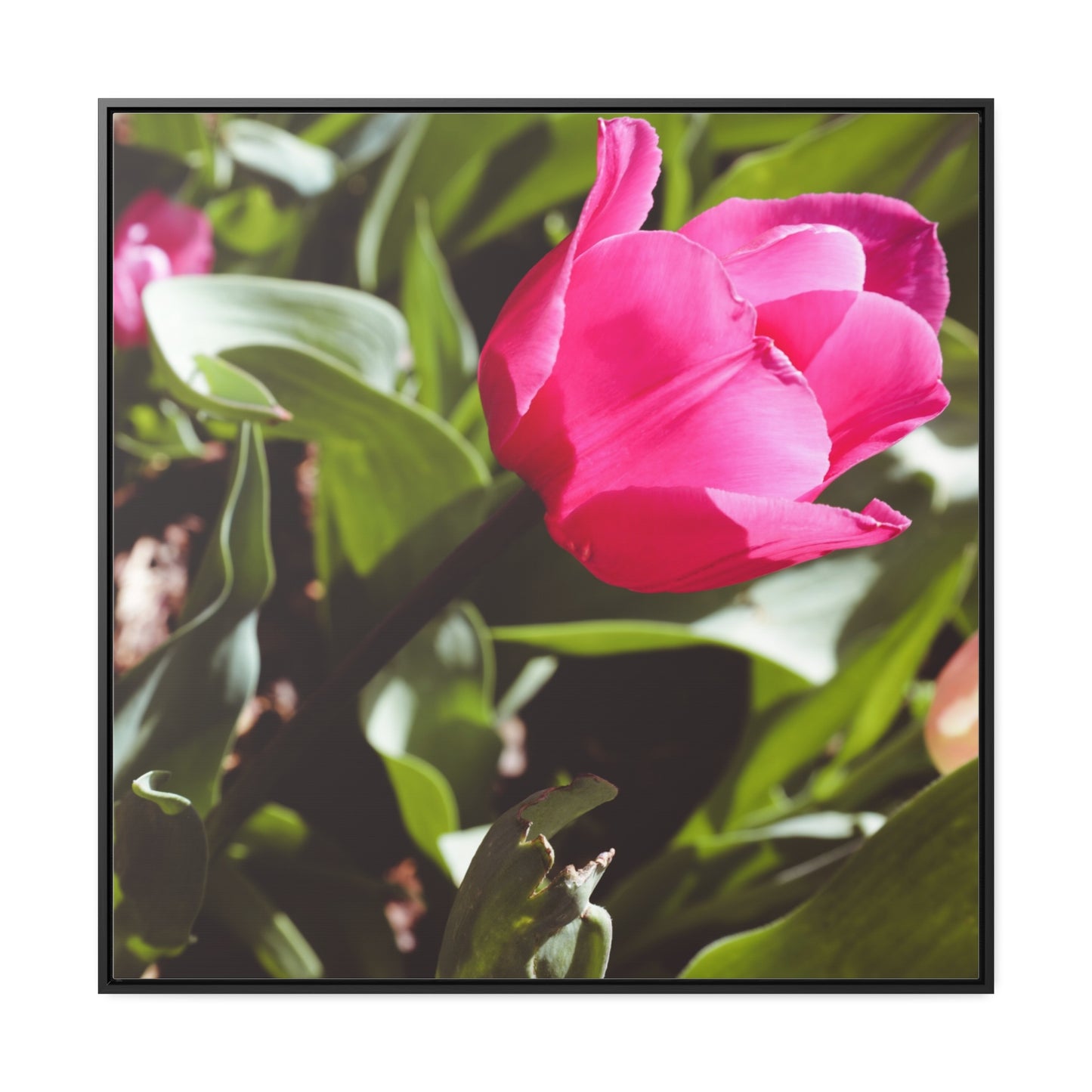 Elegant Pink Tulip at Cheekwood Gardens - Framed Canvas Prin