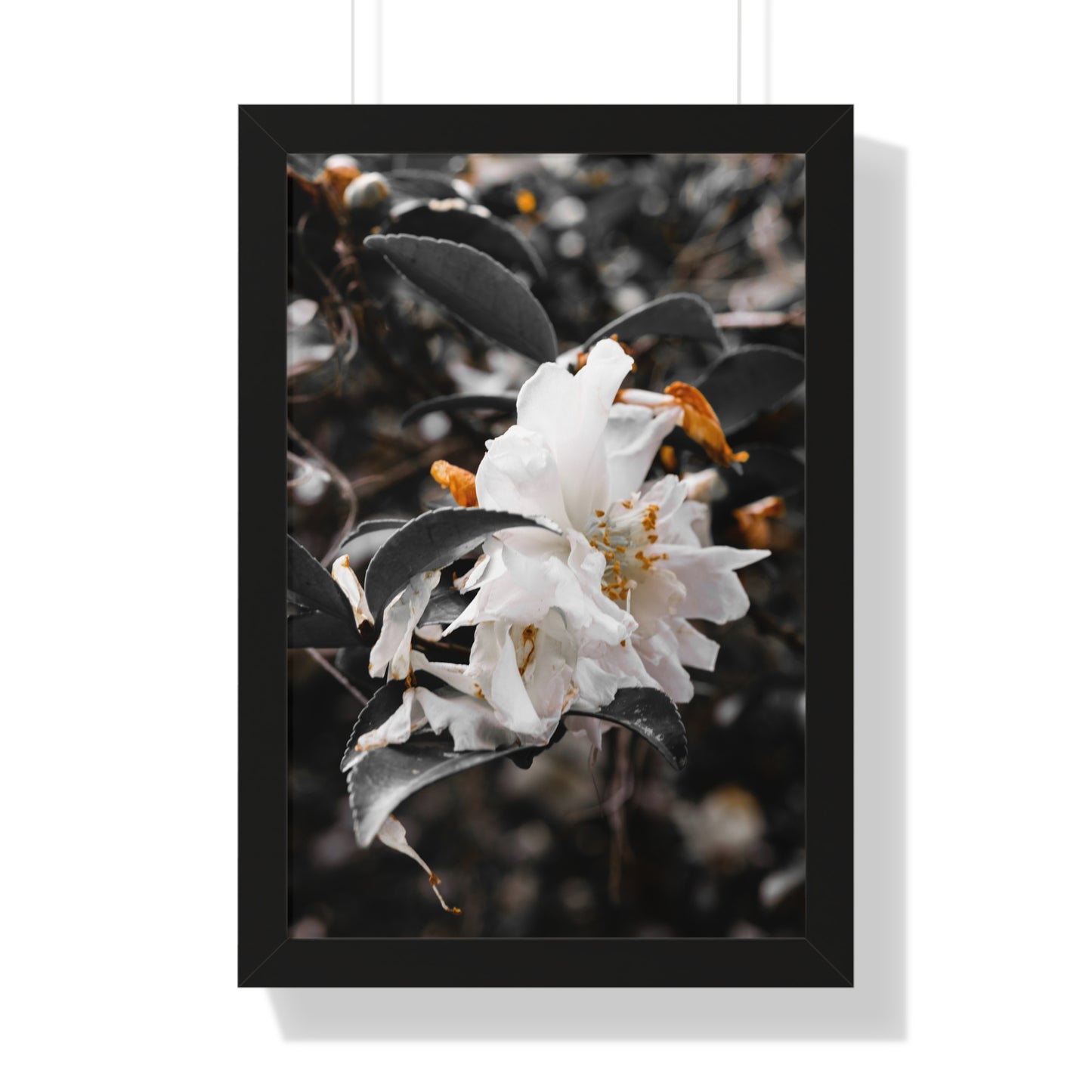 Elegant White Flower Photography Print