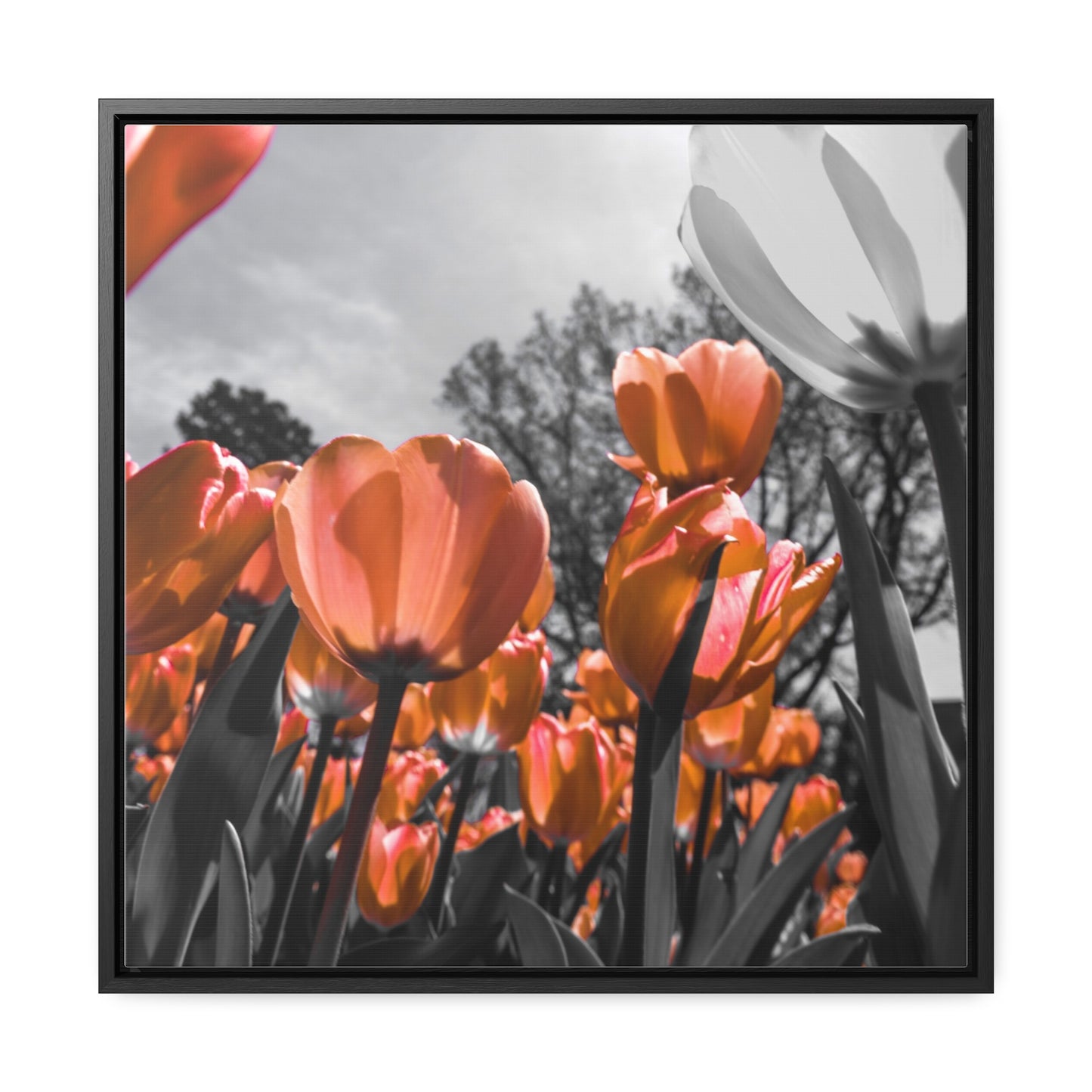 Radiant Peach Tulips at Cheekwood Gardens - Framed Canvas Print
