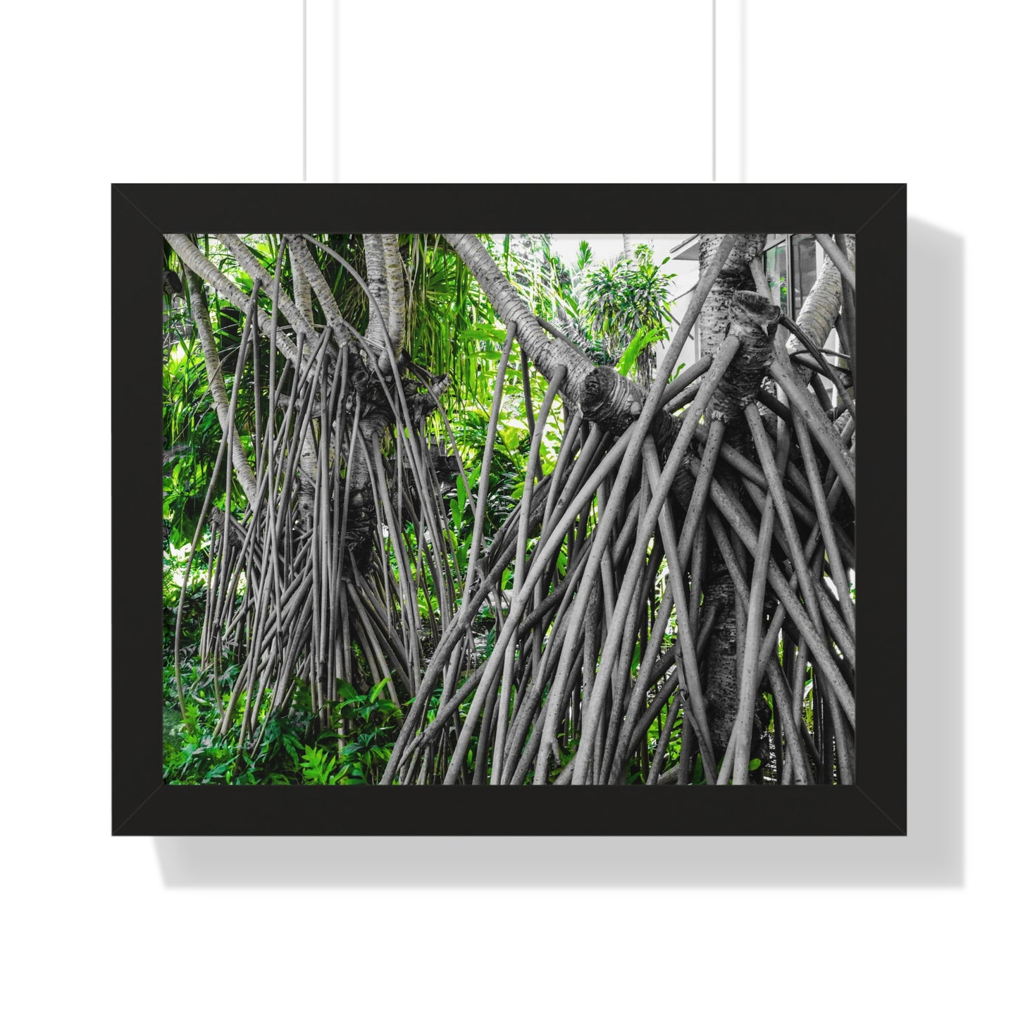 Hawaiian Wonder: Unique Tree with Draping Limbs - Photography Print