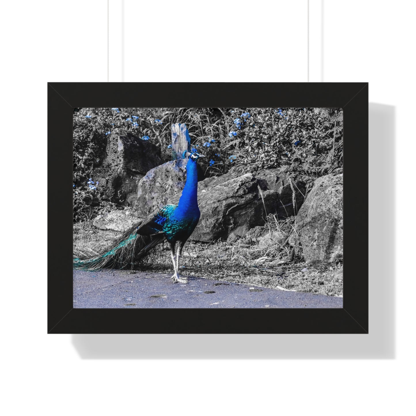 Majestic Peacock: Tropical Stroll in Hawaii - Framed Photography Print