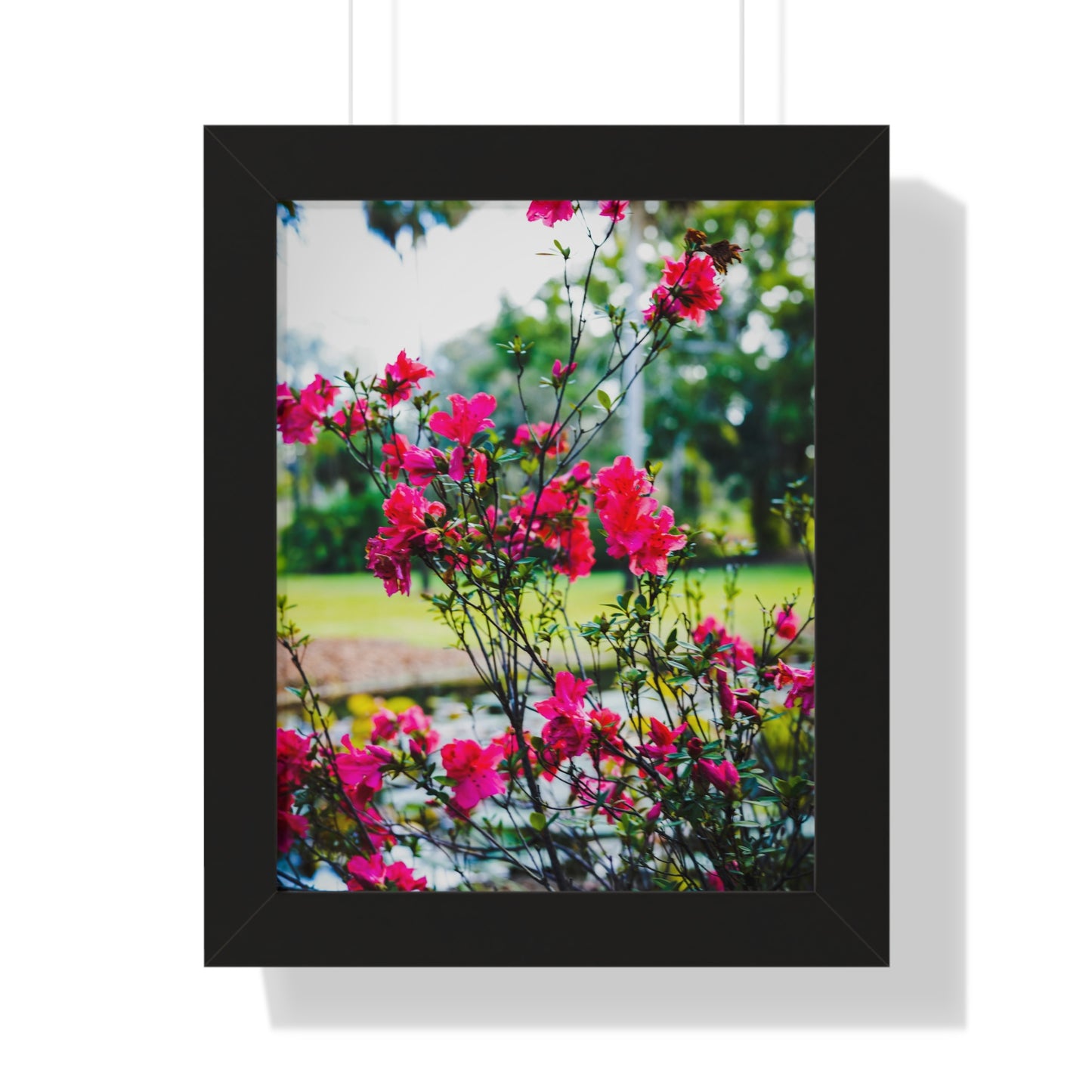 Blooming Azaleas Photography Print