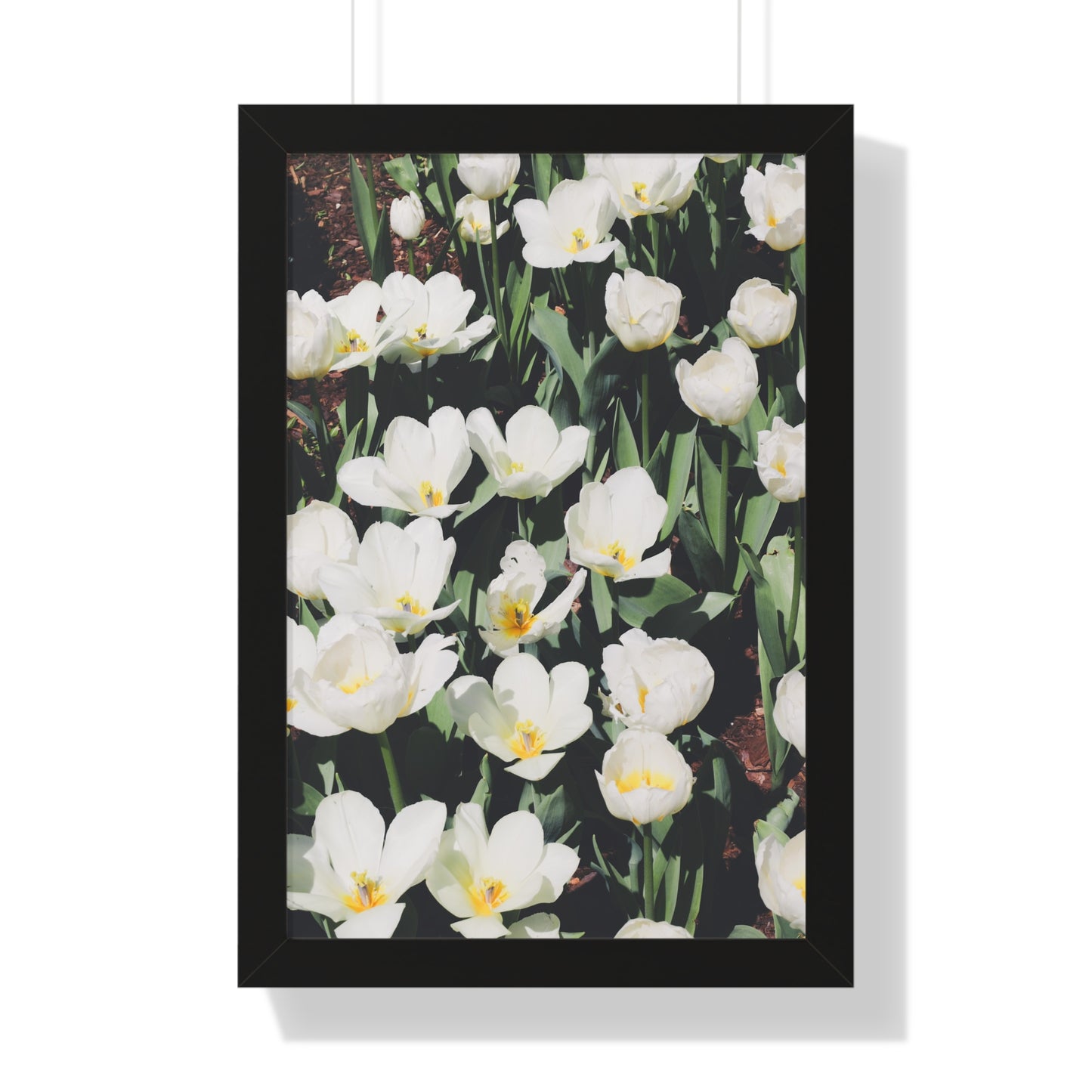 Elegant White Flowers at Cheekwood Gardens - Framed Print