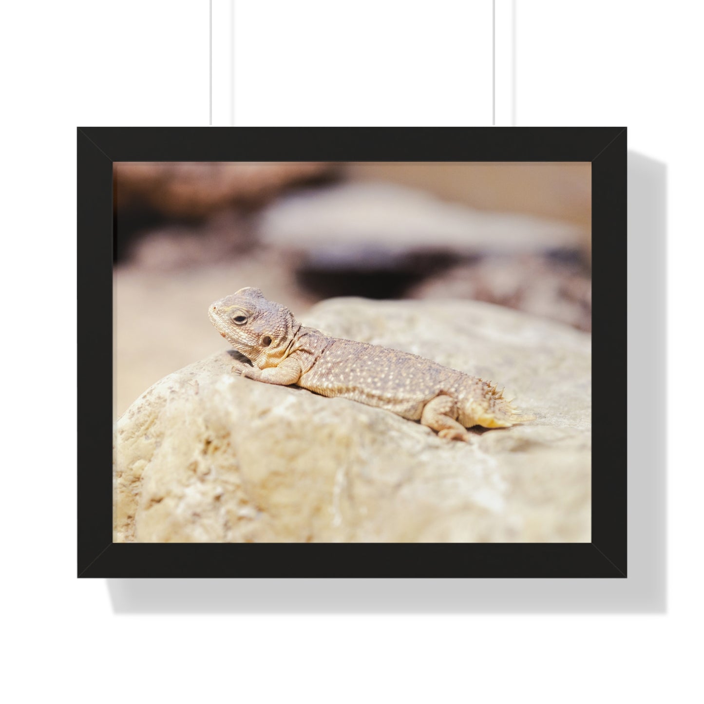 Sun-Kissed Serenity: A Lizard on a Rock - Framed Photography Print