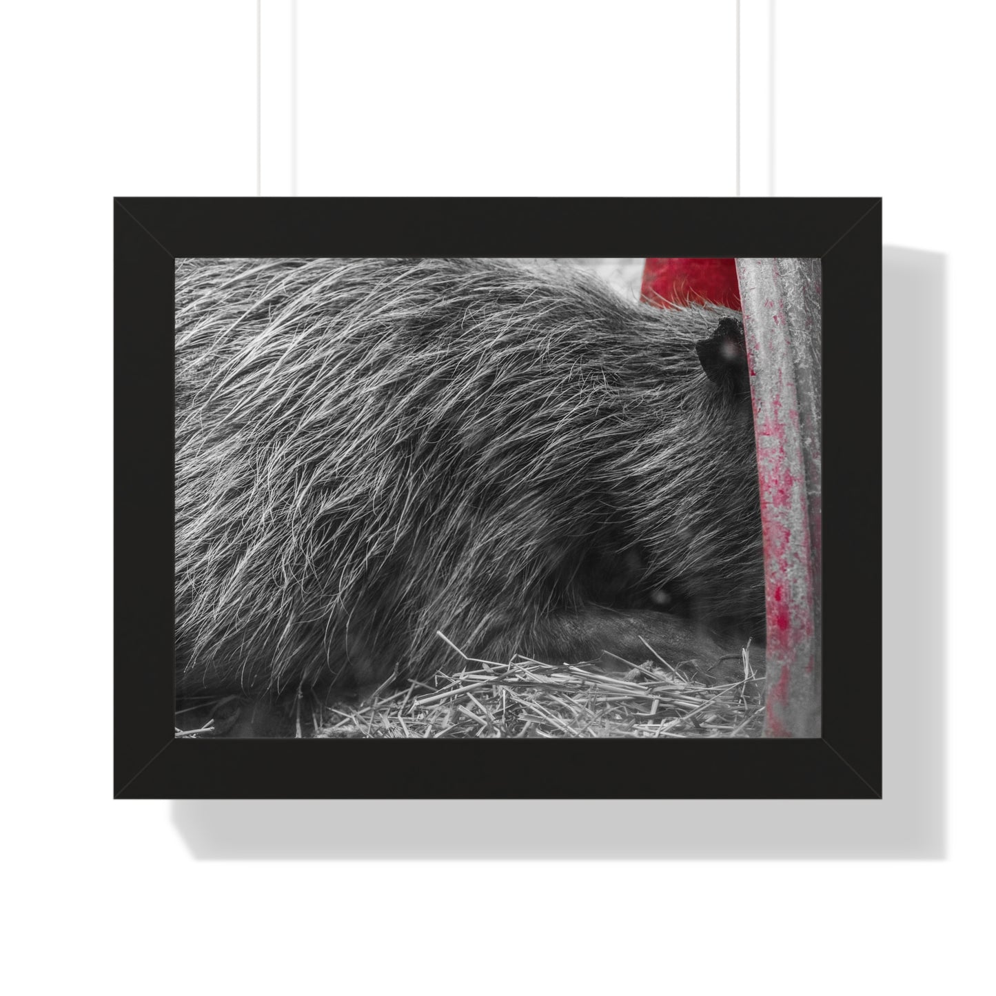 Resting in Shadows: A Capybara's Quiet Moment - Framed Photography Print