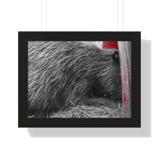 Resting in Shadows: A Capybara's Quiet Moment - Framed Photography Print