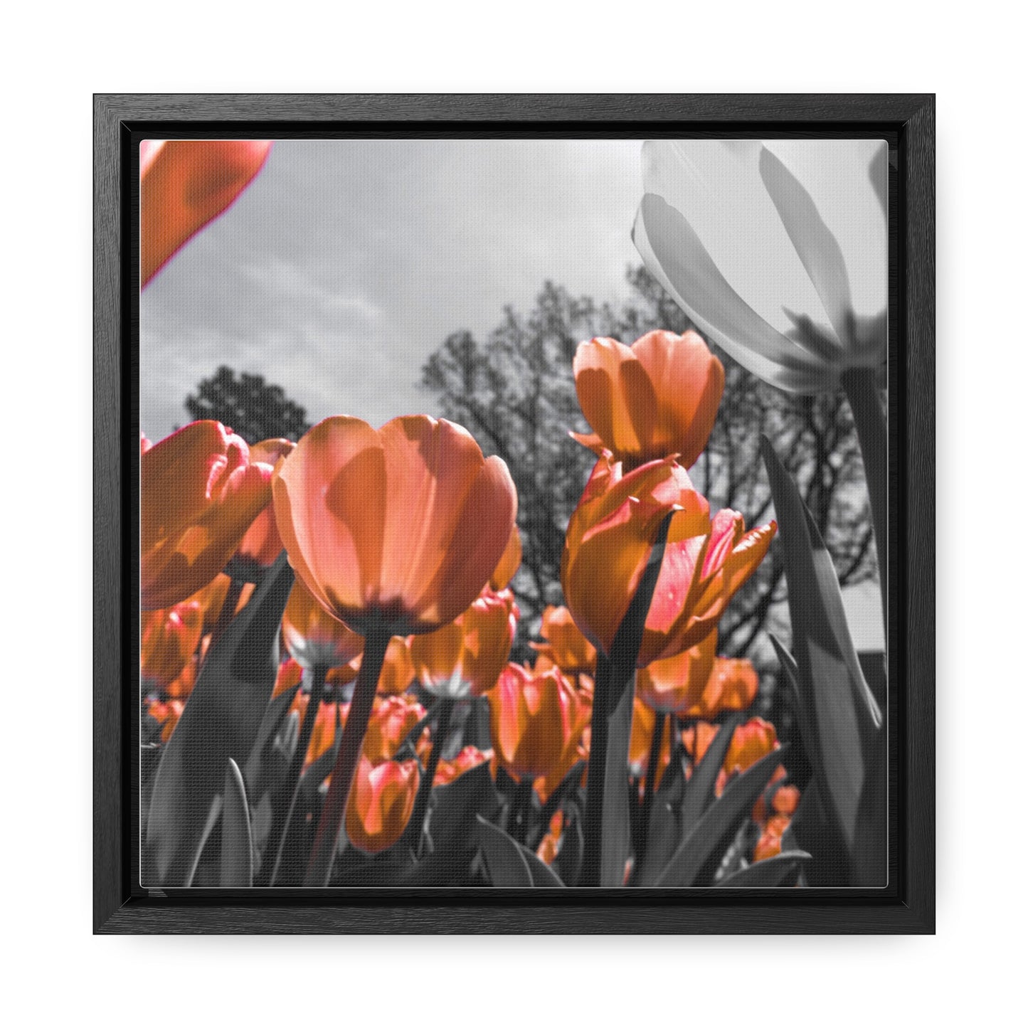 Radiant Peach Tulips at Cheekwood Gardens - Framed Canvas Print