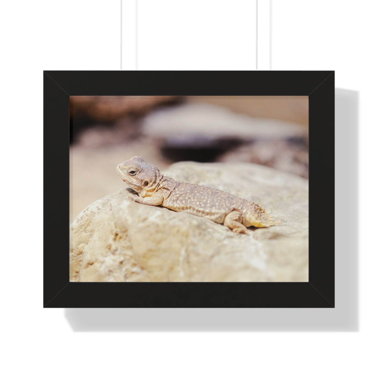 Sun-Kissed Serenity: A Lizard on a Rock - Framed Photography Print