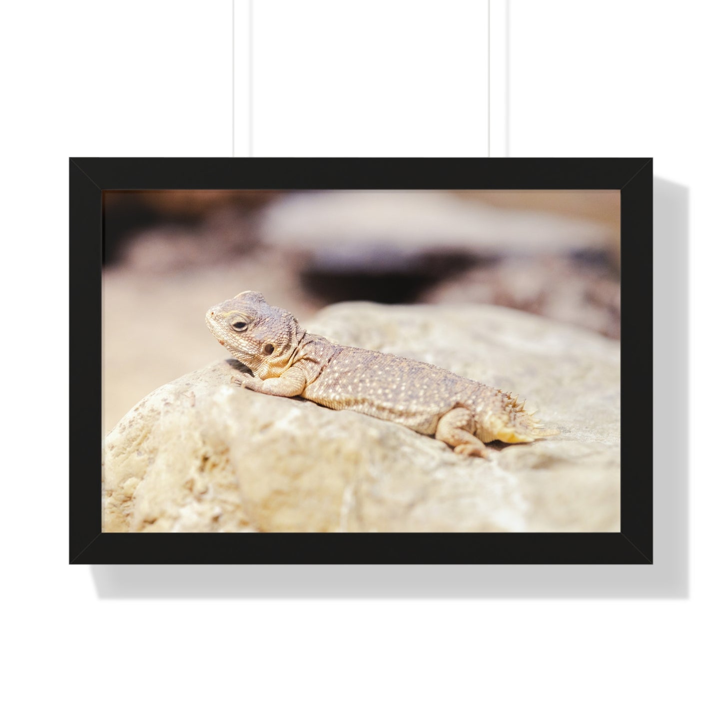 Sun-Kissed Serenity: A Lizard on a Rock - Framed Photography Print