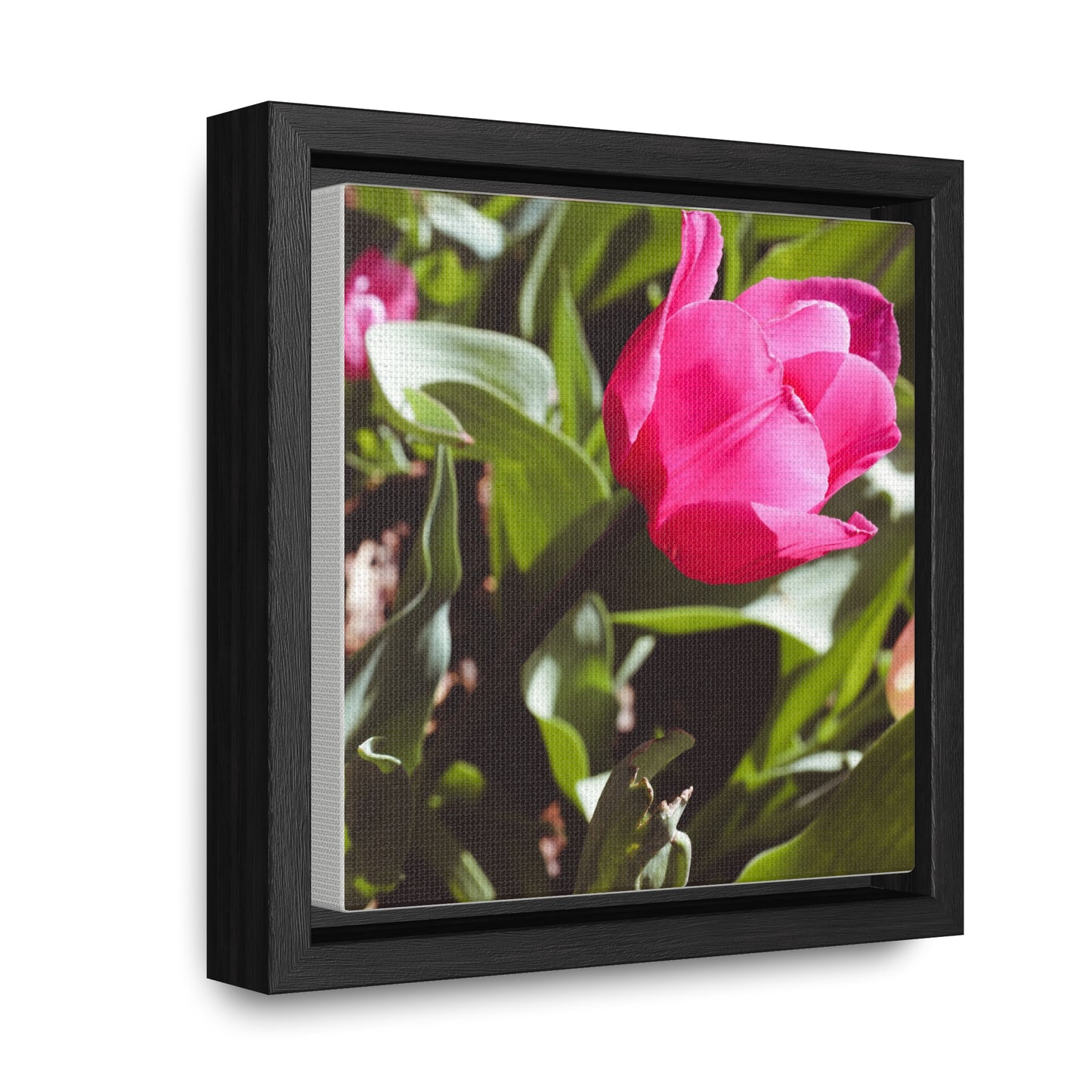 Elegant Pink Tulip at Cheekwood Gardens - Framed Canvas Prin