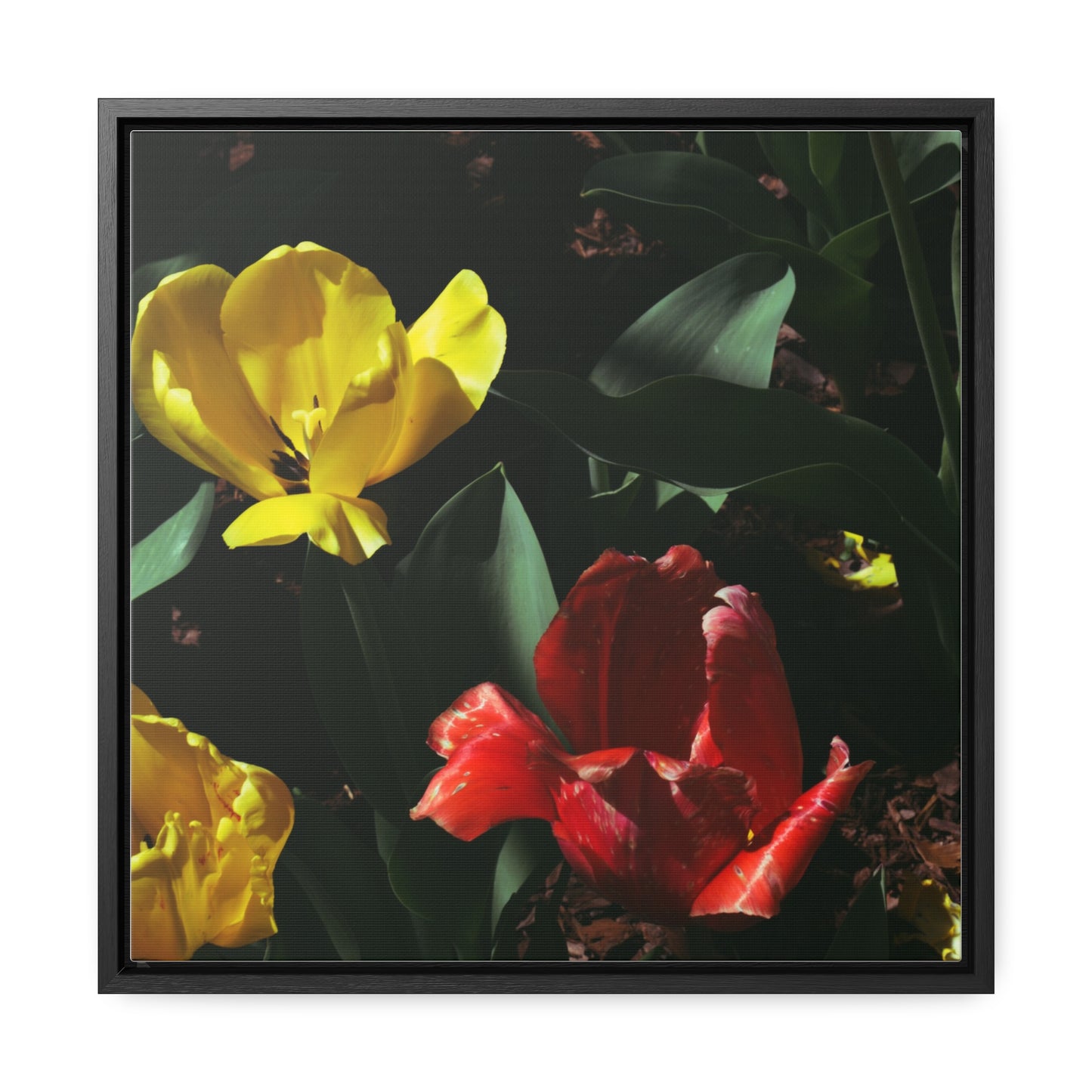 Vibrant Tulips at Cheekwood Gardens - Framed Canvas Print