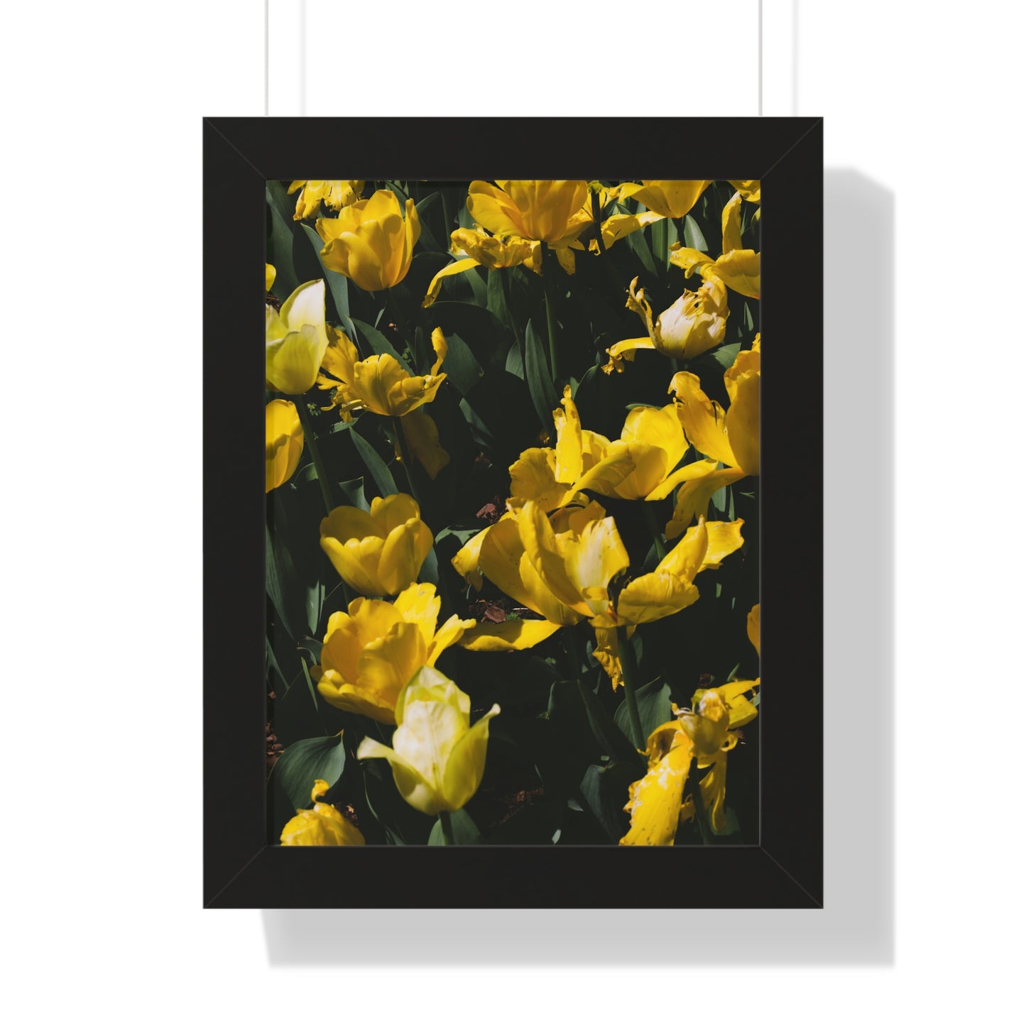 Sunny Yellow Tulips at Cheekwood Gardens - Framed Photography Print
