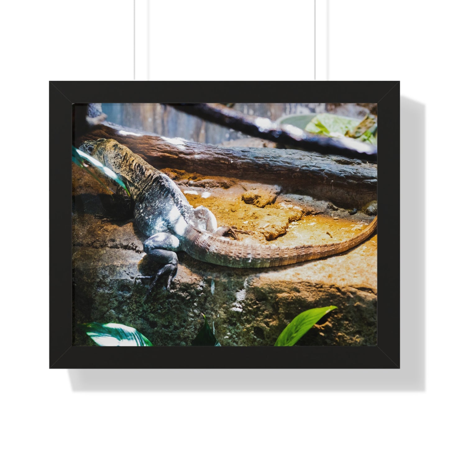Sunlit Repose: A Lizard in Its Habitat - Framed Photography Print