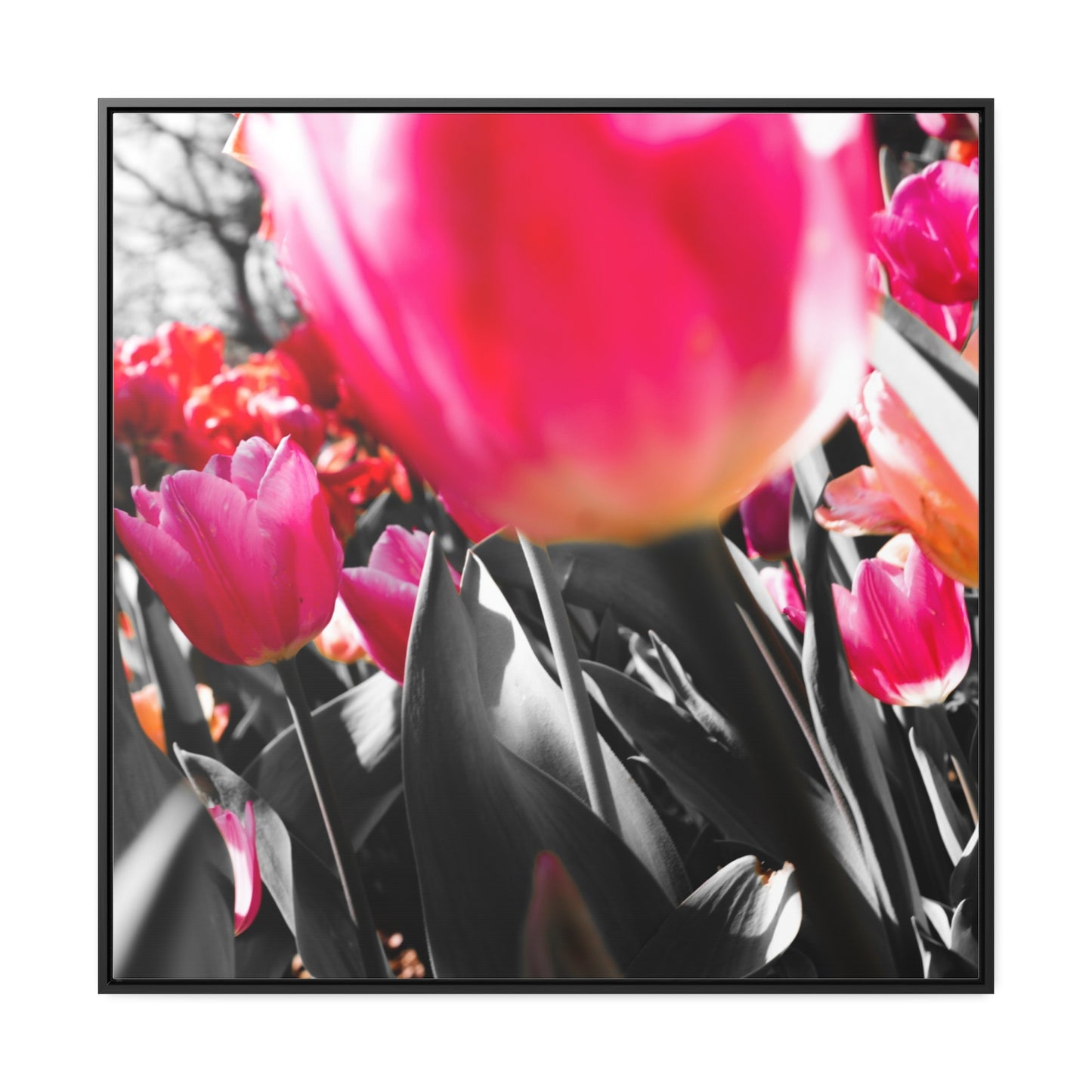 Cheeckwood Gardens Pink Blooms Photography Print