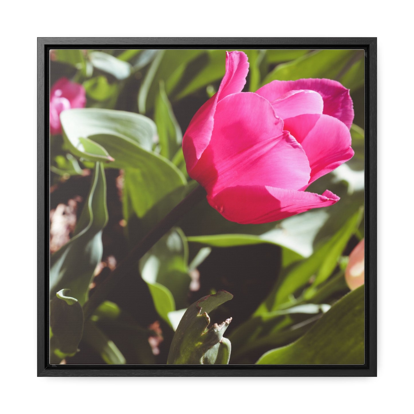 Elegant Pink Tulip at Cheekwood Gardens - Framed Canvas Prin