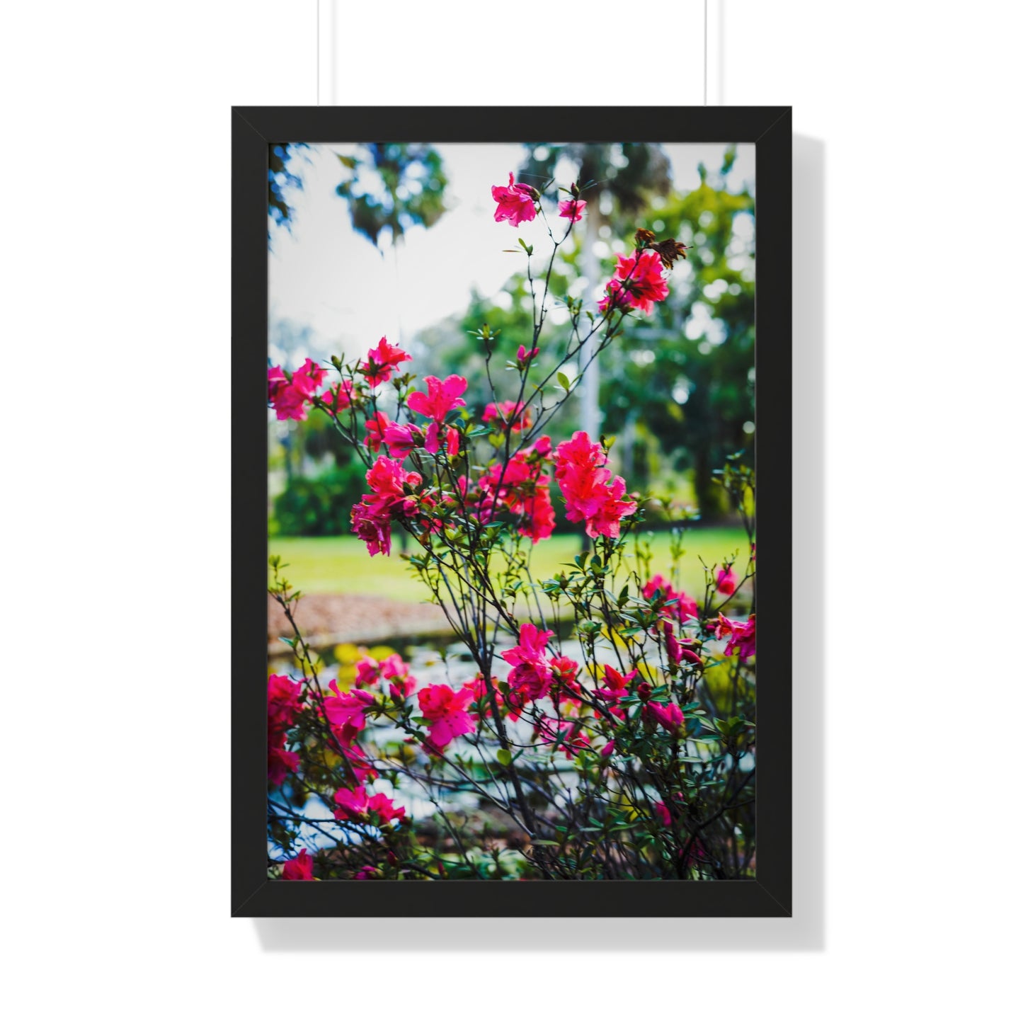 Blooming Azaleas Photography Print