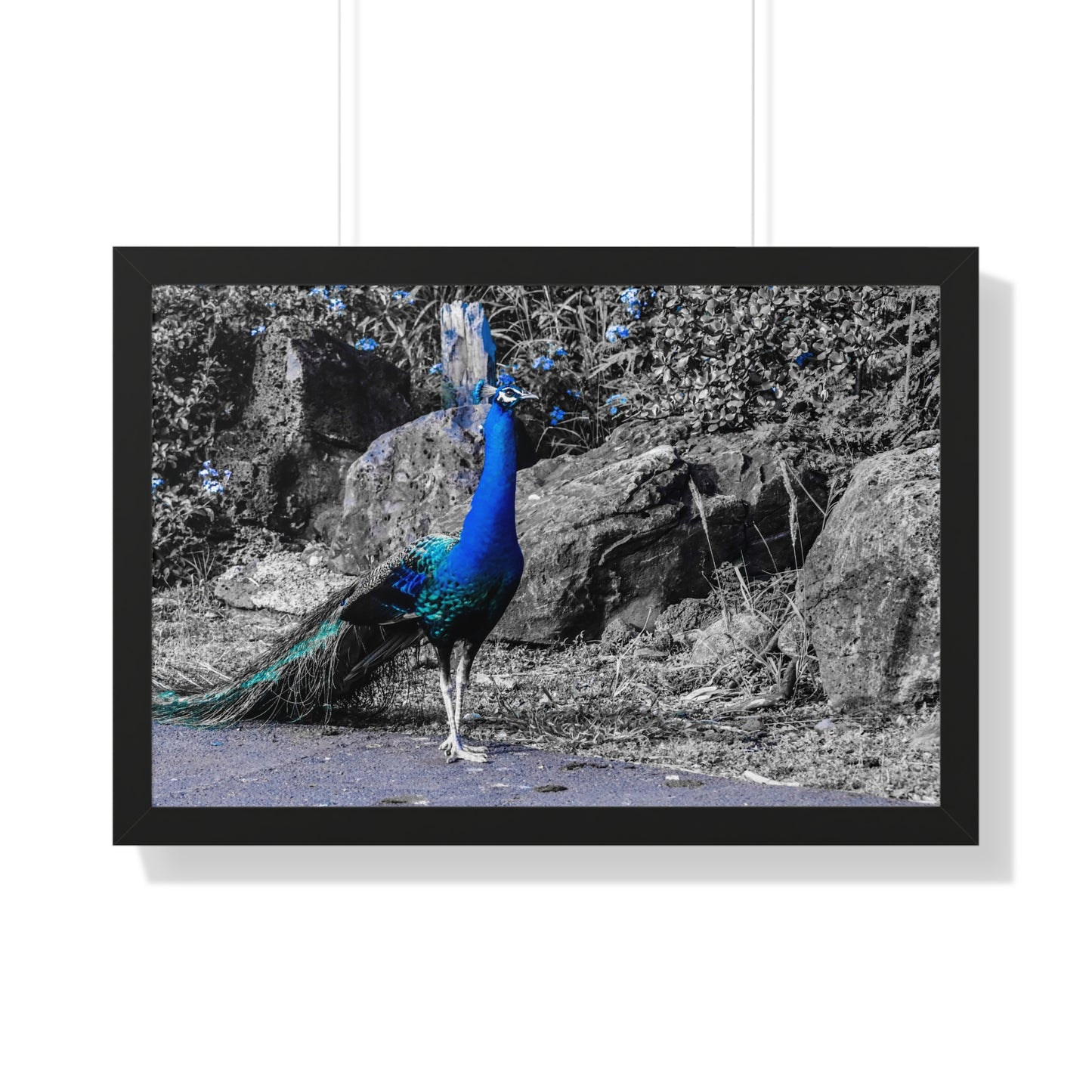 Majestic Peacock: Tropical Stroll in Hawaii - Framed Photography Print