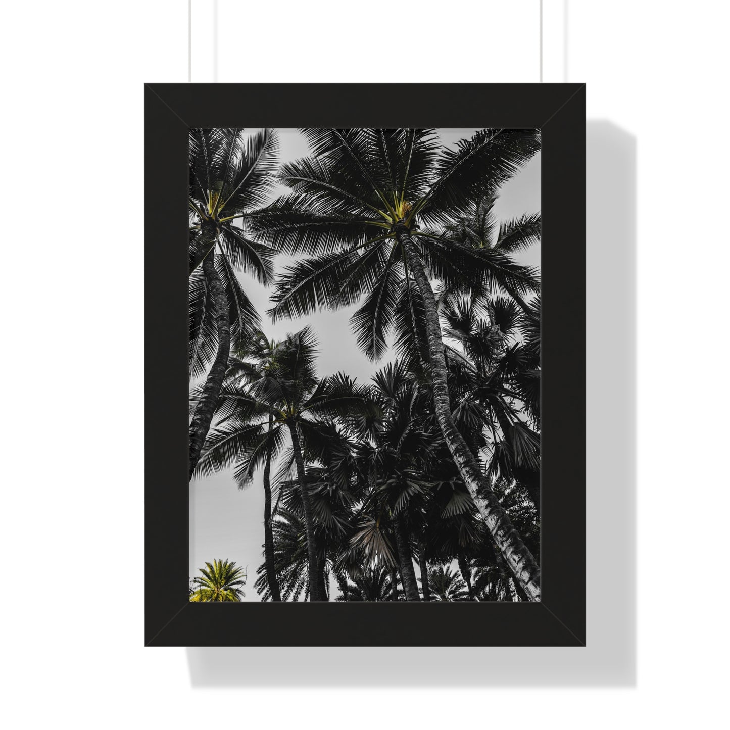 Hawaiian Bliss: Majestic Palm Trees - Photography Print
