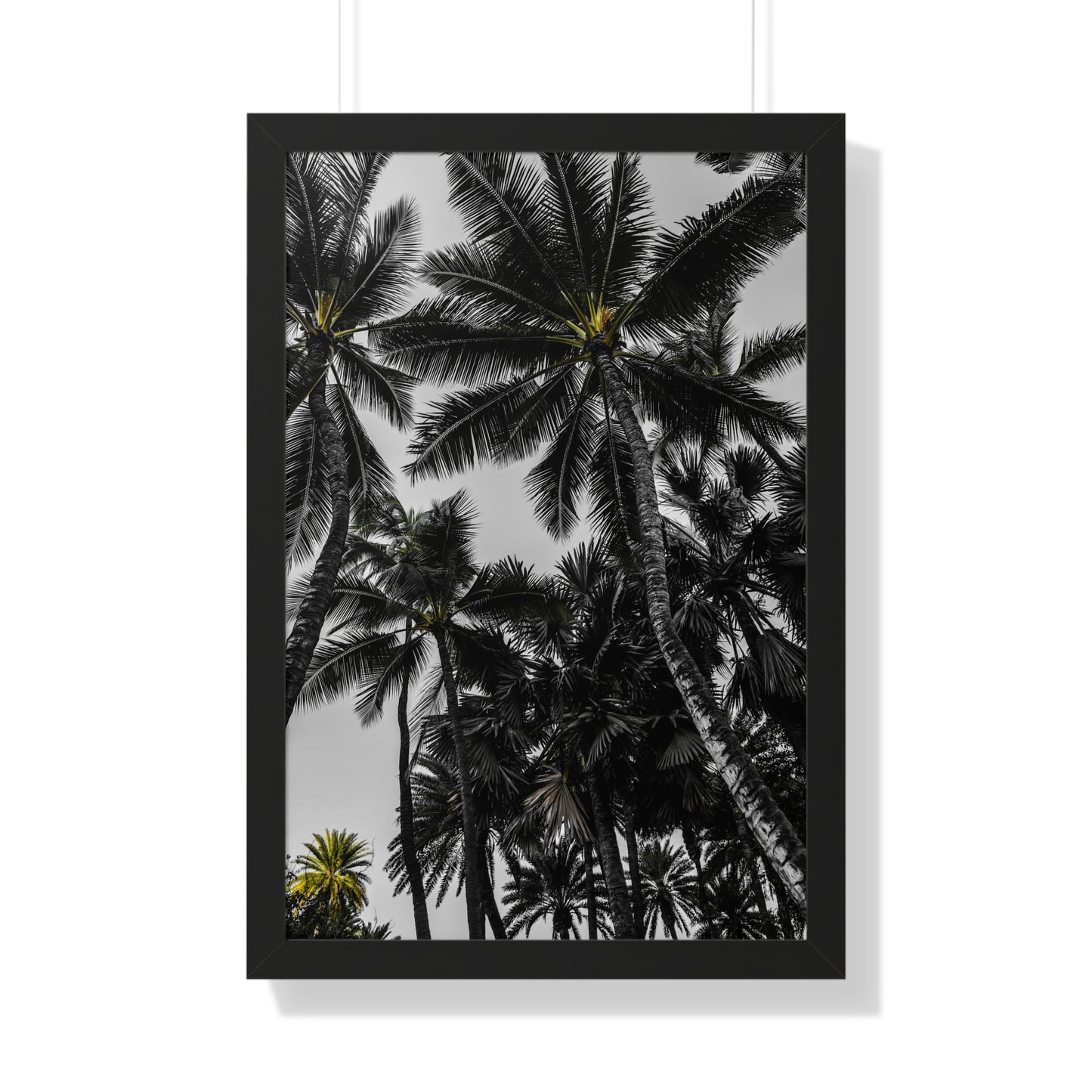 Hawaiian Bliss: Majestic Palm Trees - Photography Print