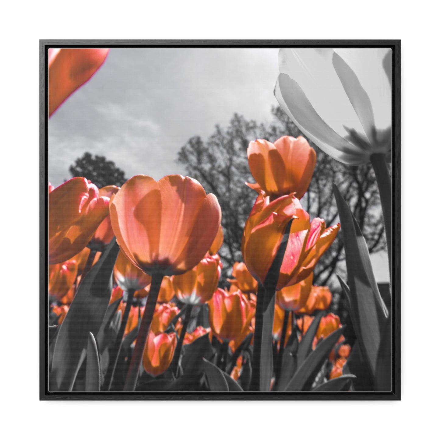 Radiant Peach Tulips at Cheekwood Gardens - Framed Canvas Print