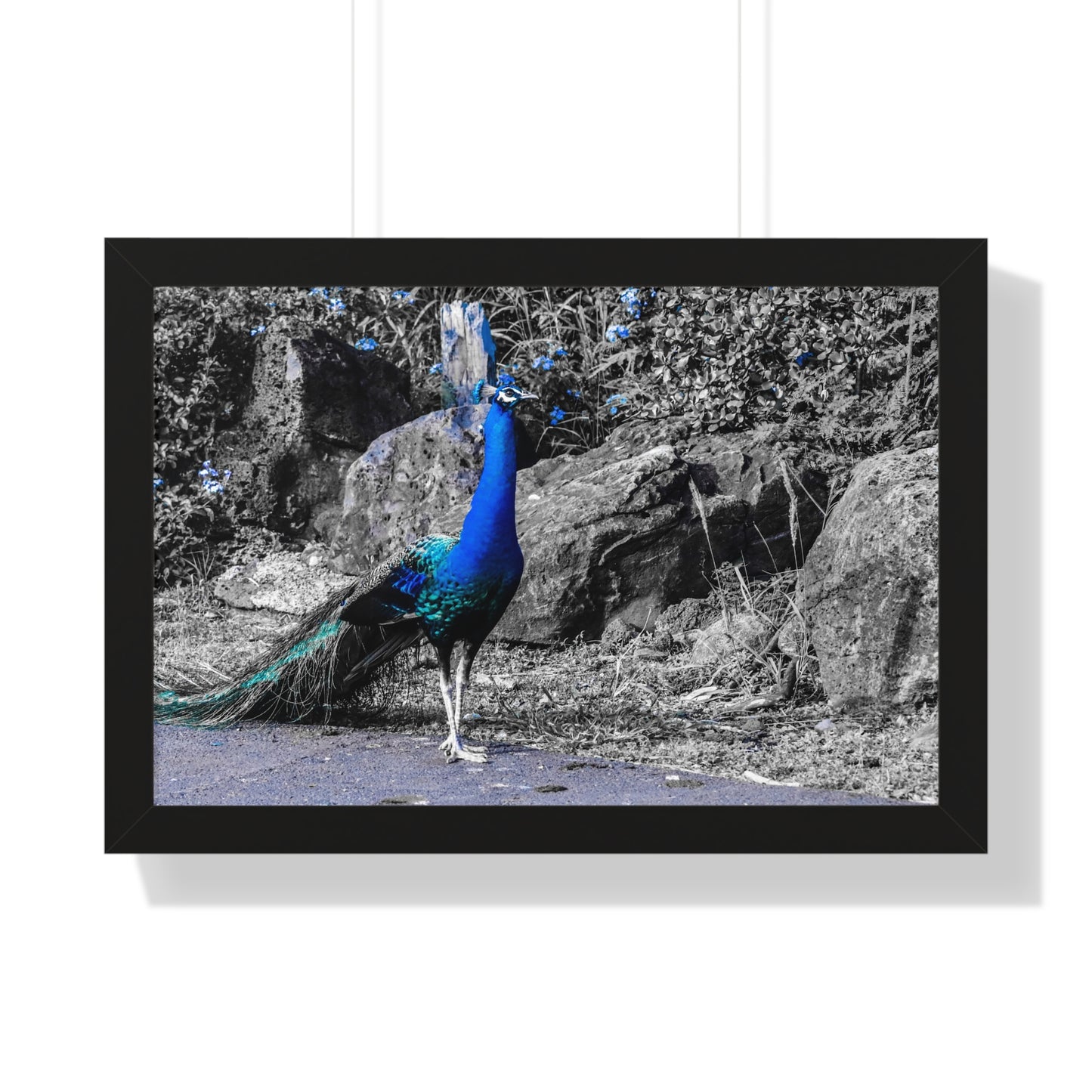 Majestic Peacock: Tropical Stroll in Hawaii - Framed Photography Print