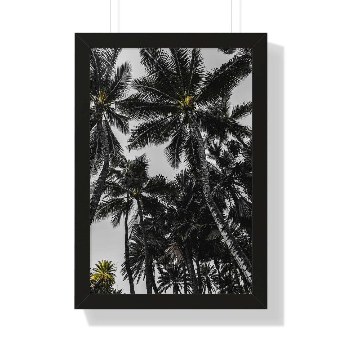 Hawaiian Bliss: Majestic Palm Trees - Photography Print