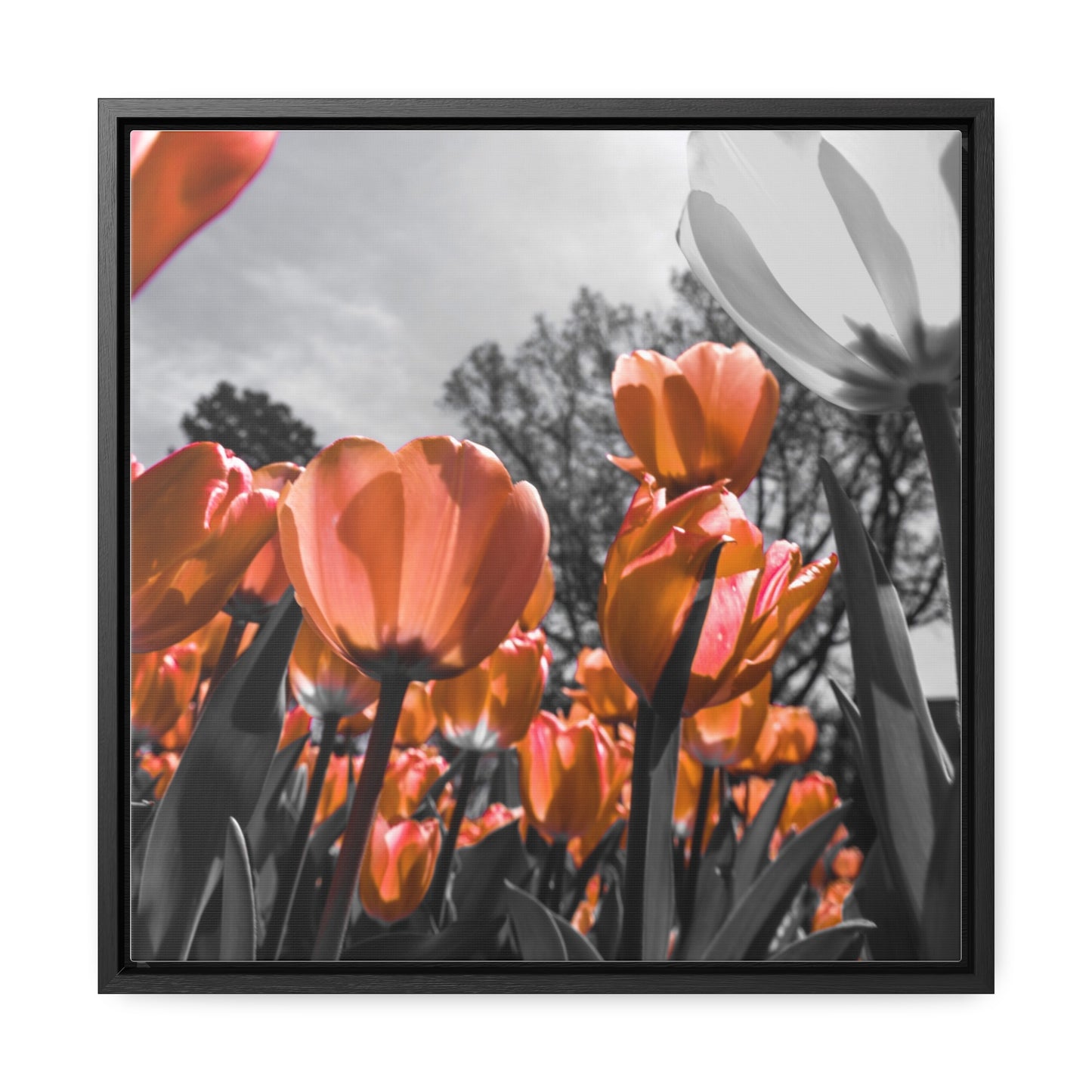 Radiant Peach Tulips at Cheekwood Gardens - Framed Canvas Print