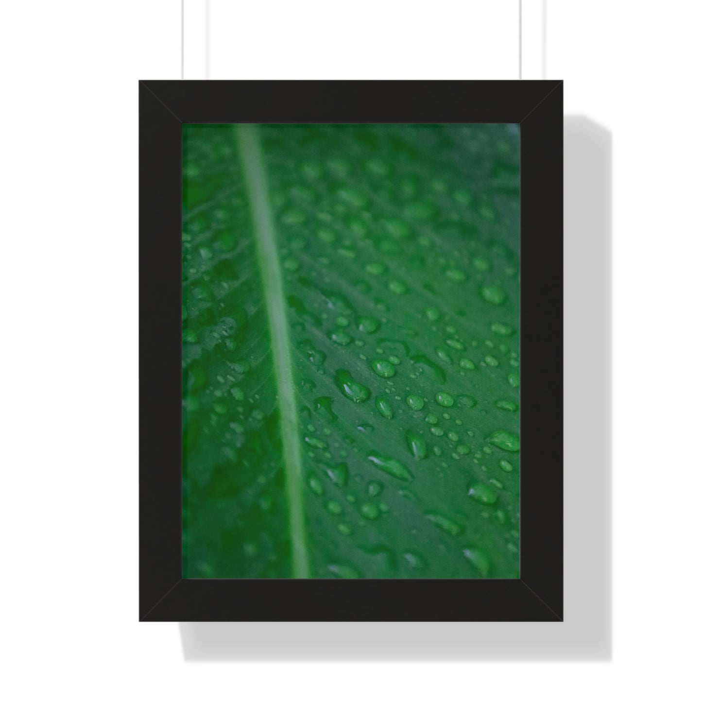 Nature's Detail:  Leaf with Water Drops - Framed Photography Print