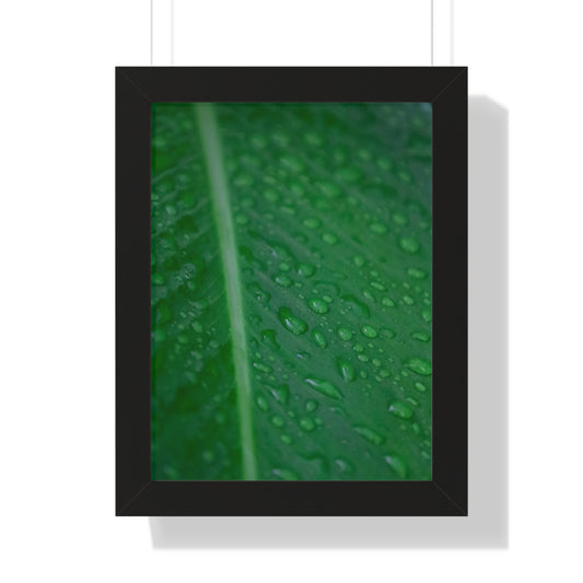 Nature's Detail:  Leaf with Water Drops - Framed Photography Print