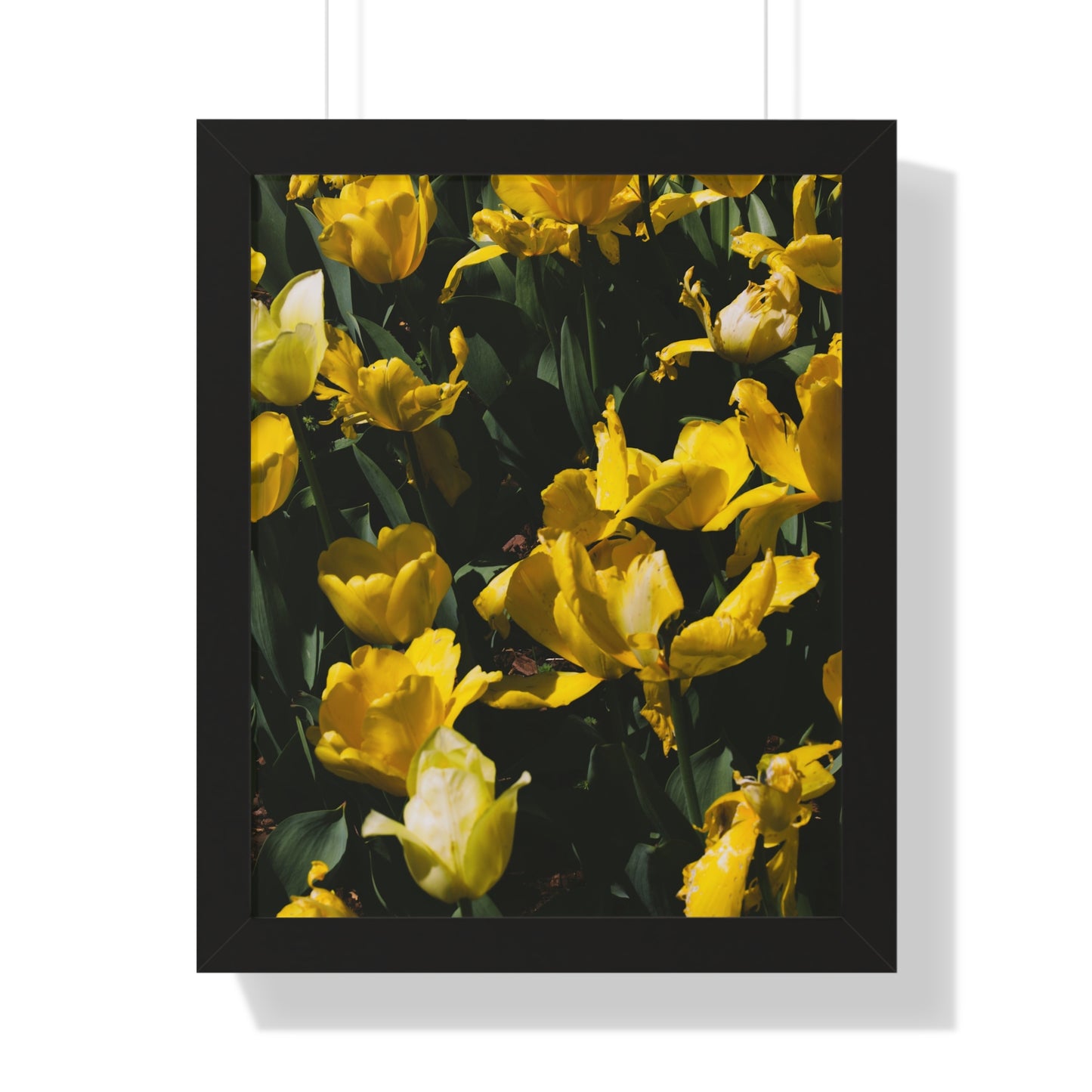 Sunny Yellow Tulips at Cheekwood Gardens - Framed Photography Print