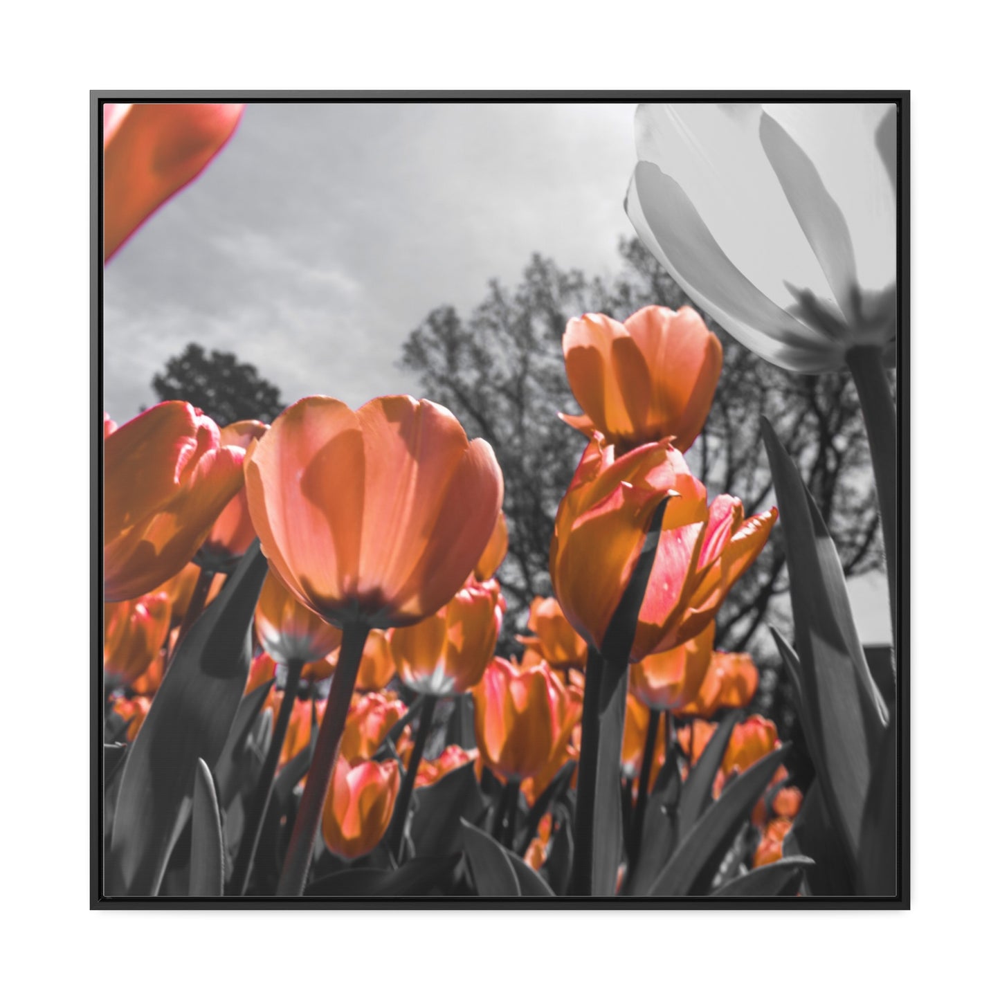 Radiant Peach Tulips at Cheekwood Gardens - Framed Canvas Print