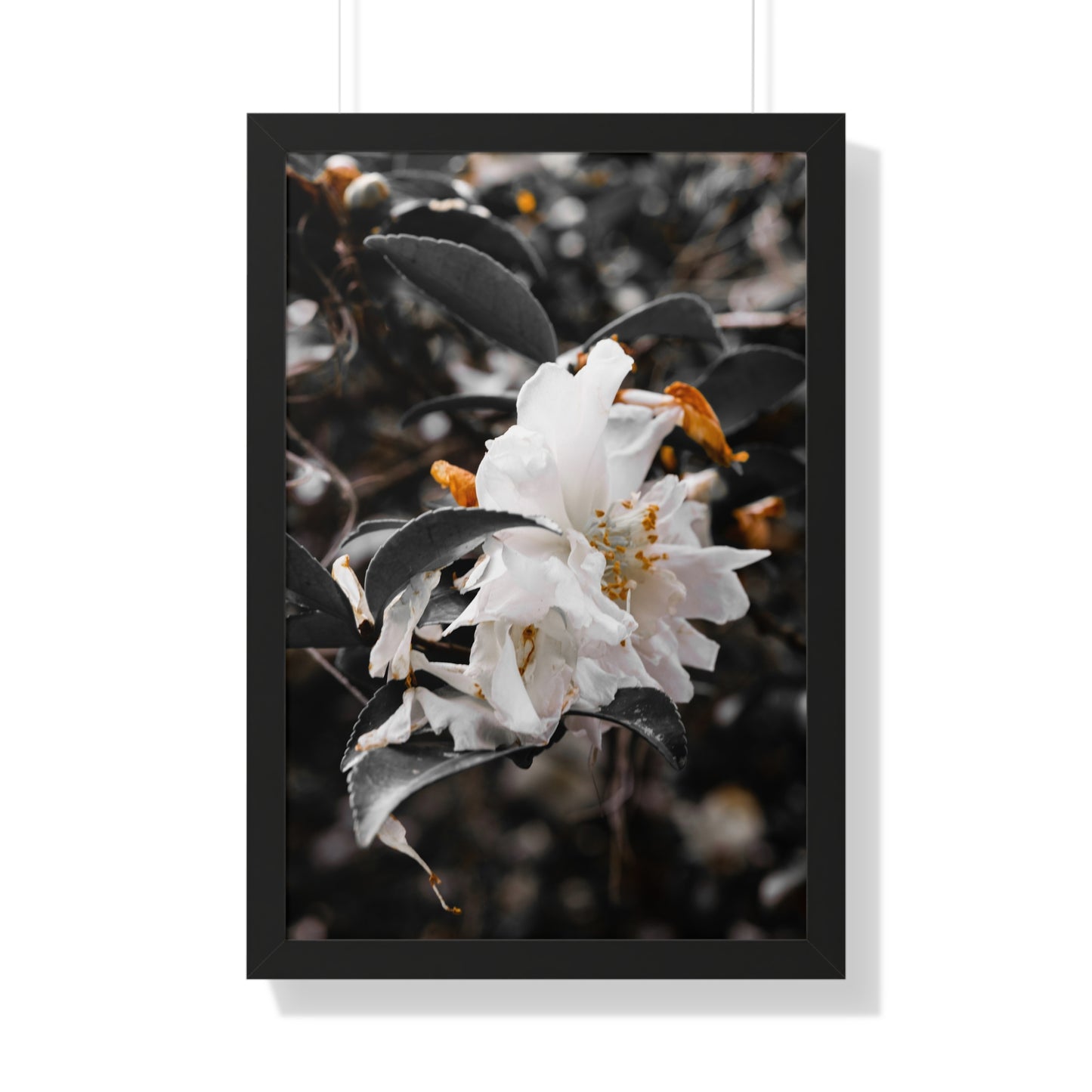 Elegant White Flower Photography Print